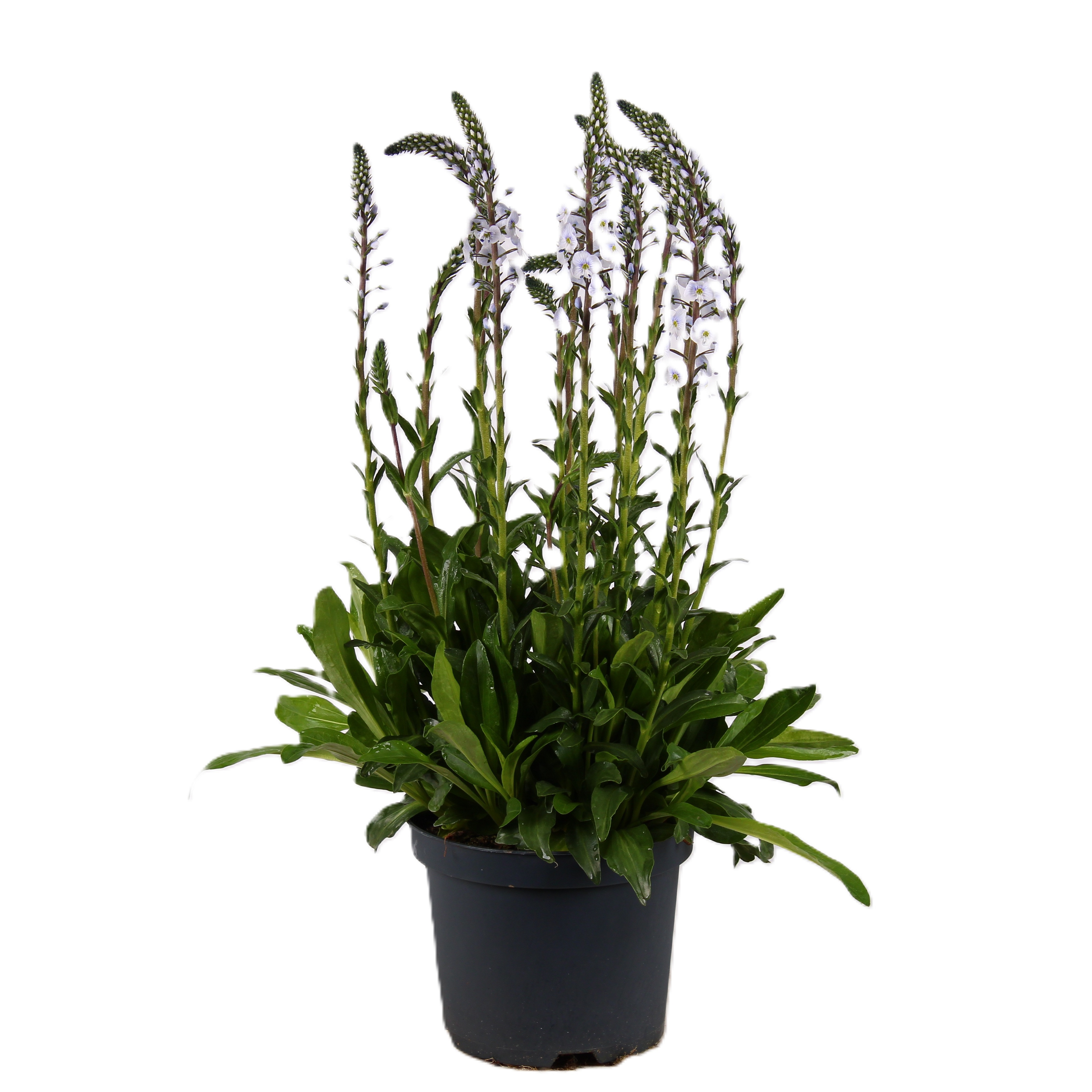 Porslinsveronica 'Tissington White' 