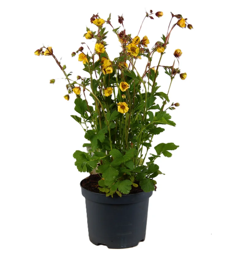 Nejlikrot 'Tutti Frutti'