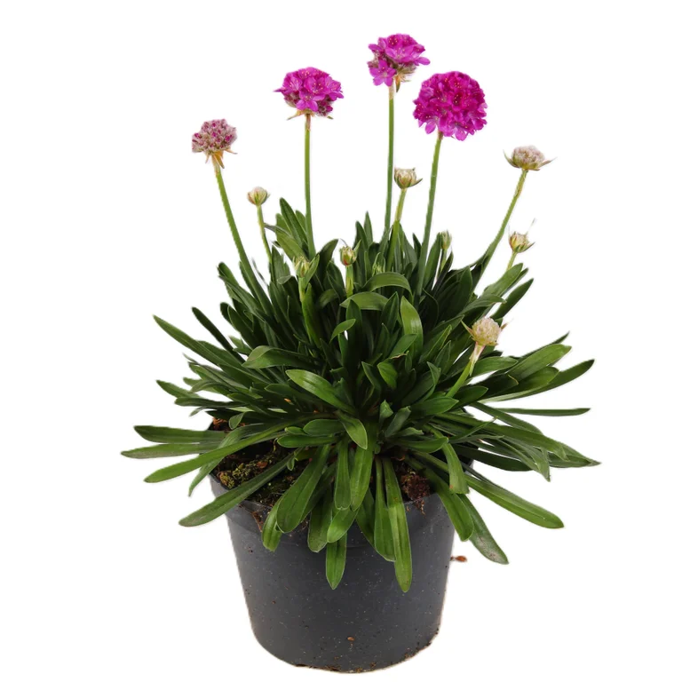 Armeria Dreameria Söta drömmar