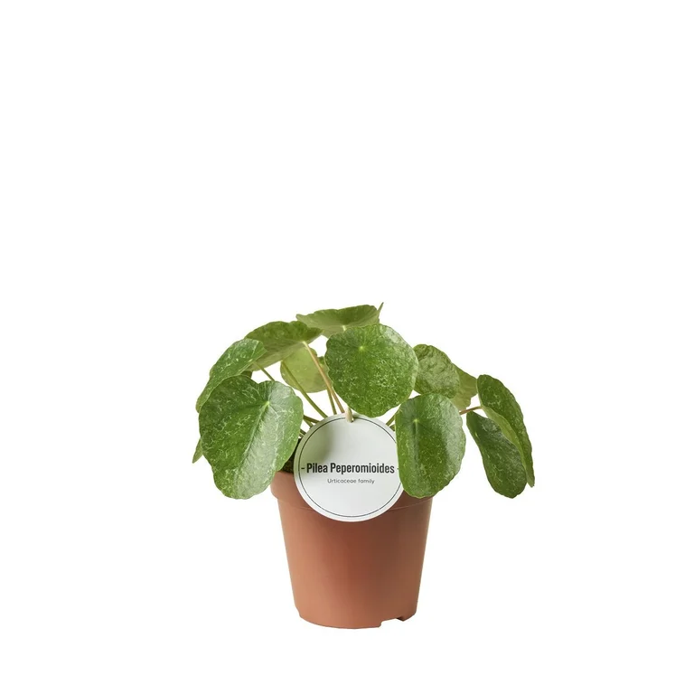 Pilea Sugar