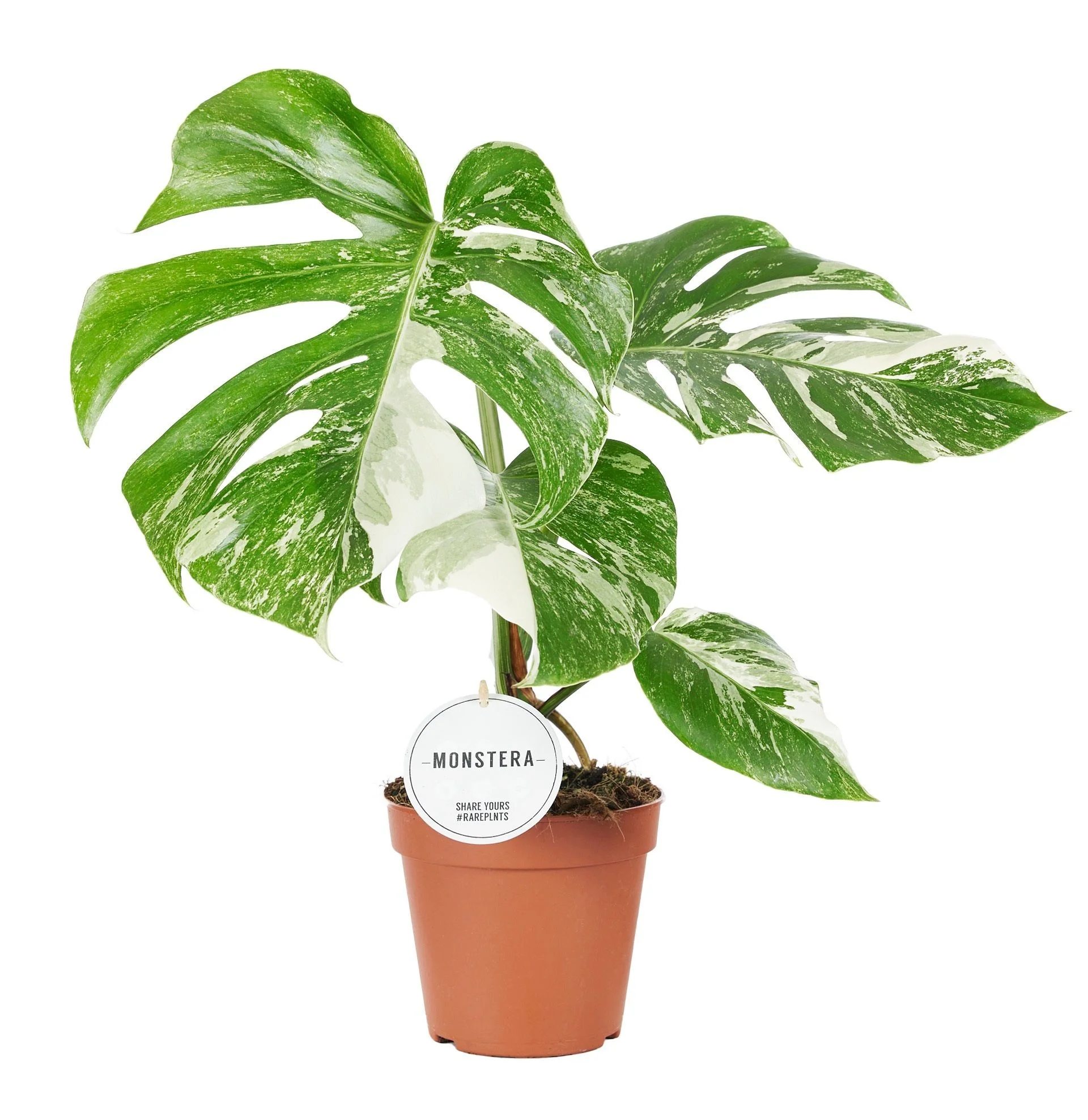 Plantagen