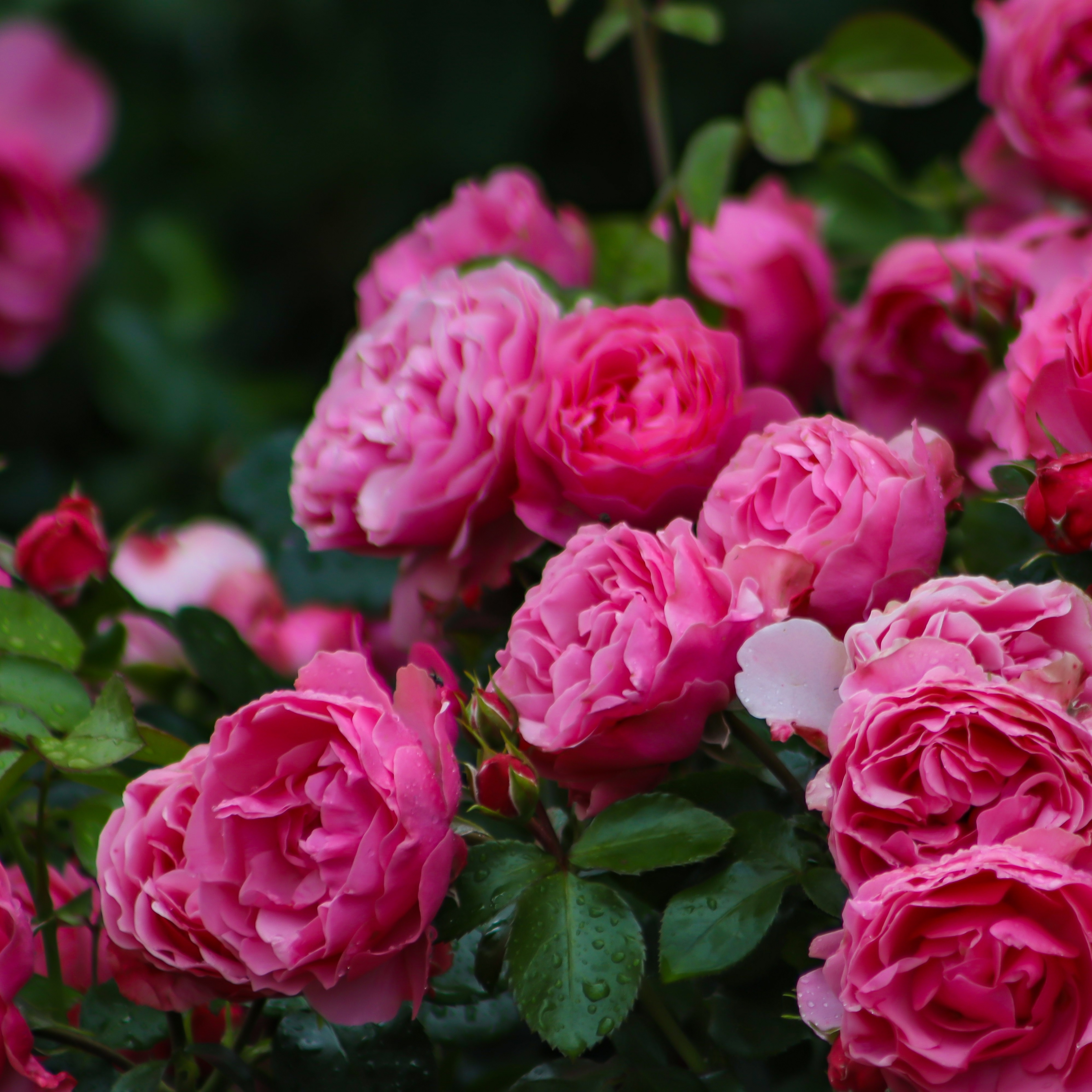 Klasblommig ros LEONARDO DA VINCI