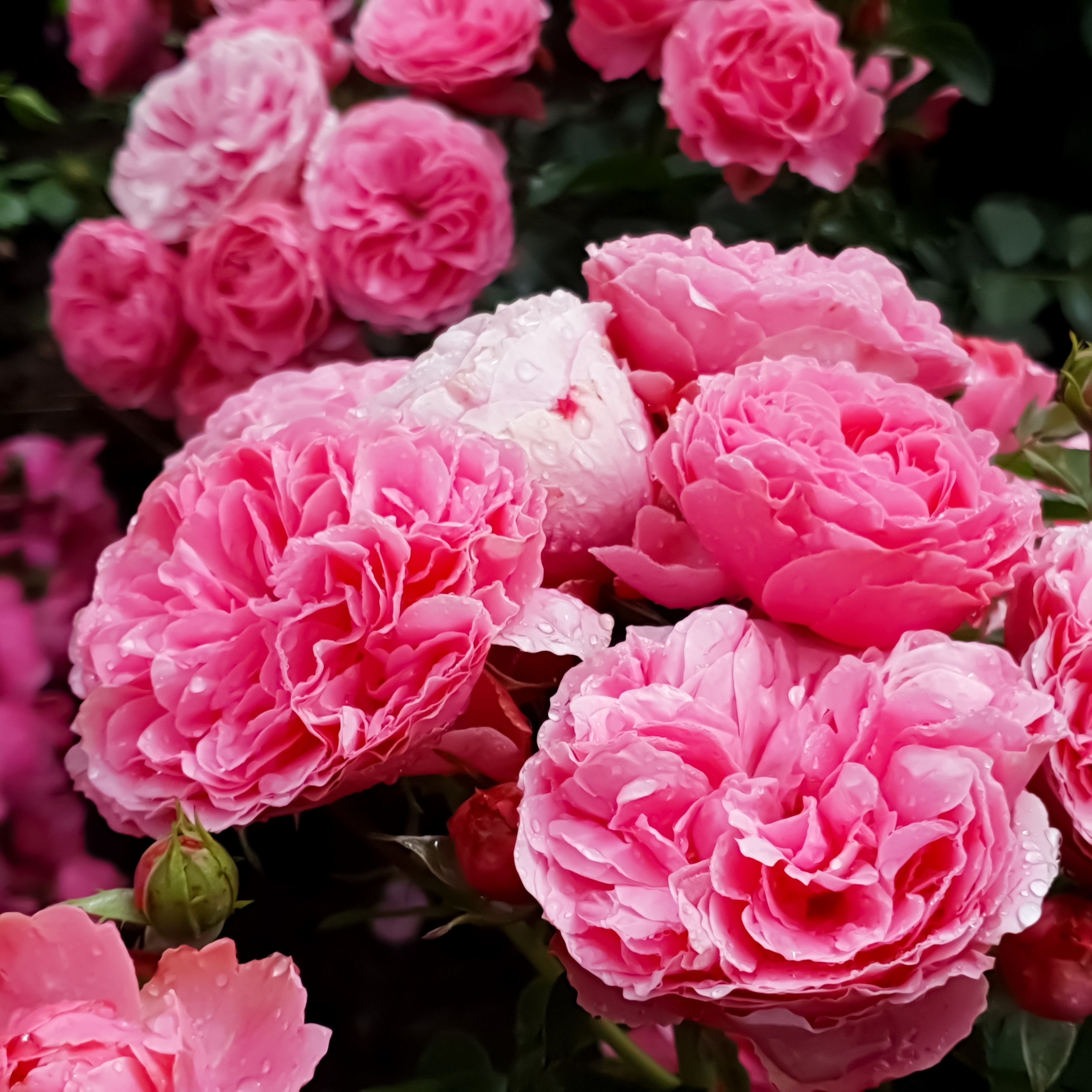 Klasblommig ros LEONARDO DA VINCI