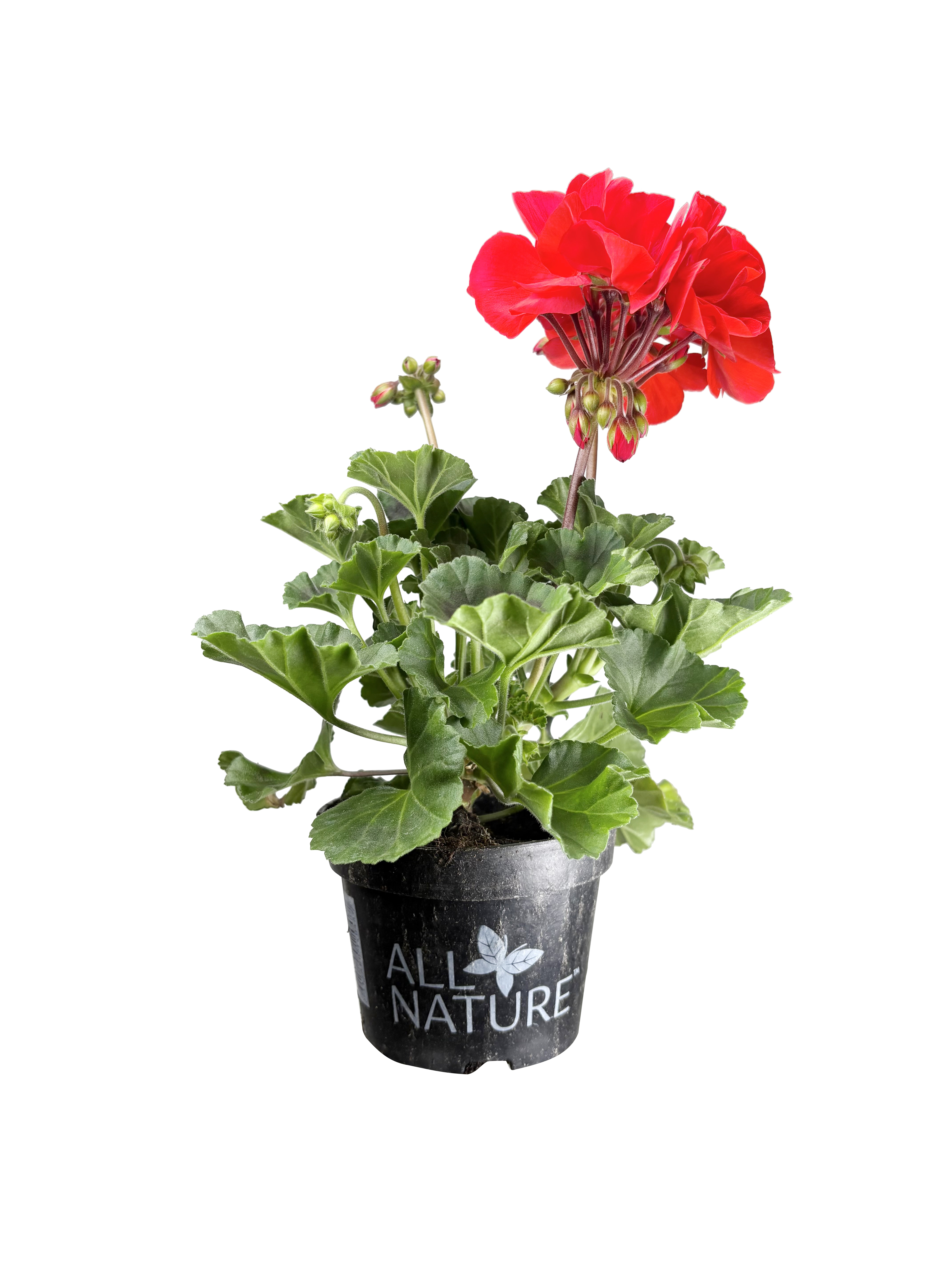 All Nature Zonalpelargon