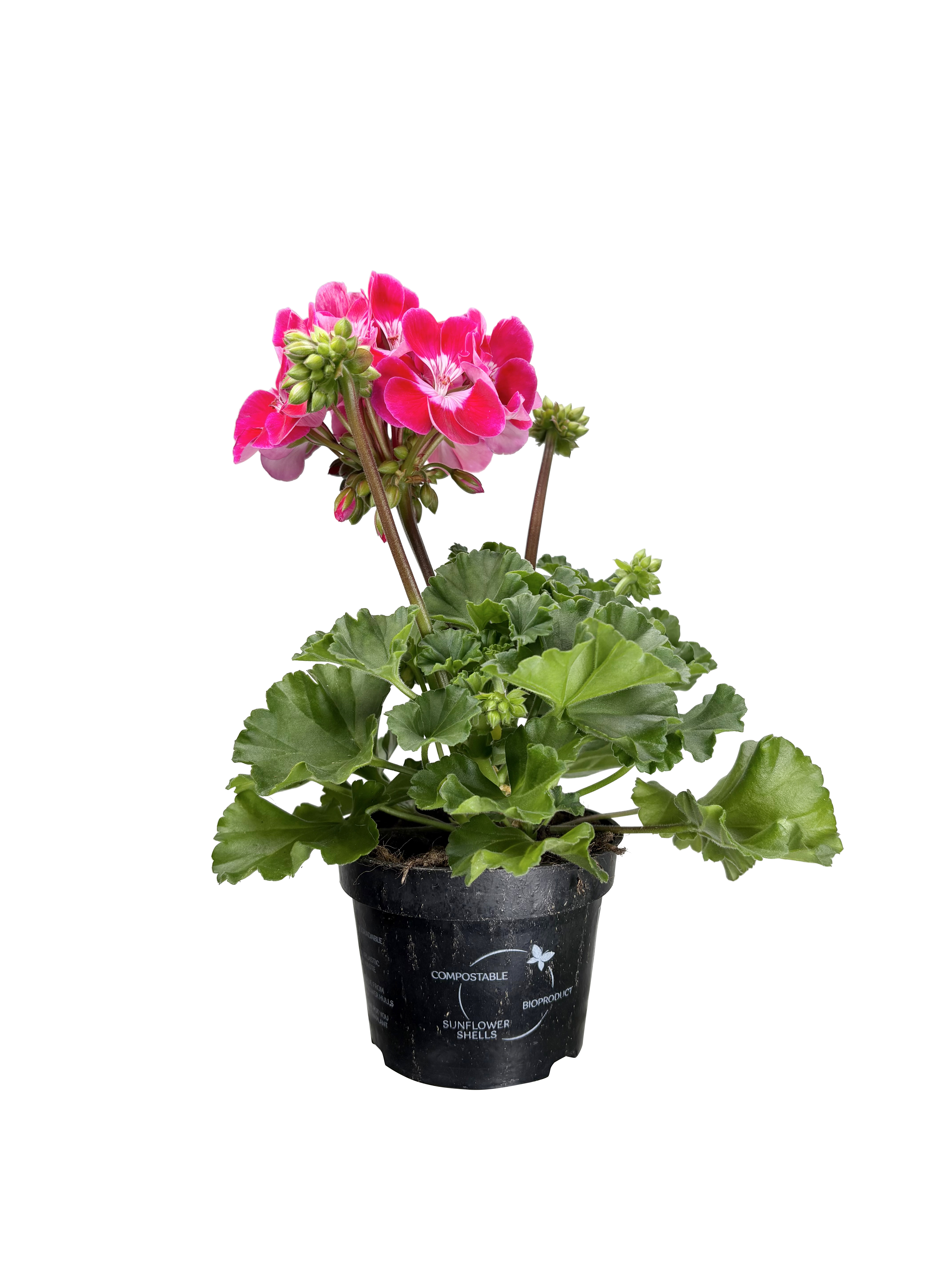 All Nature Zonalpelargon