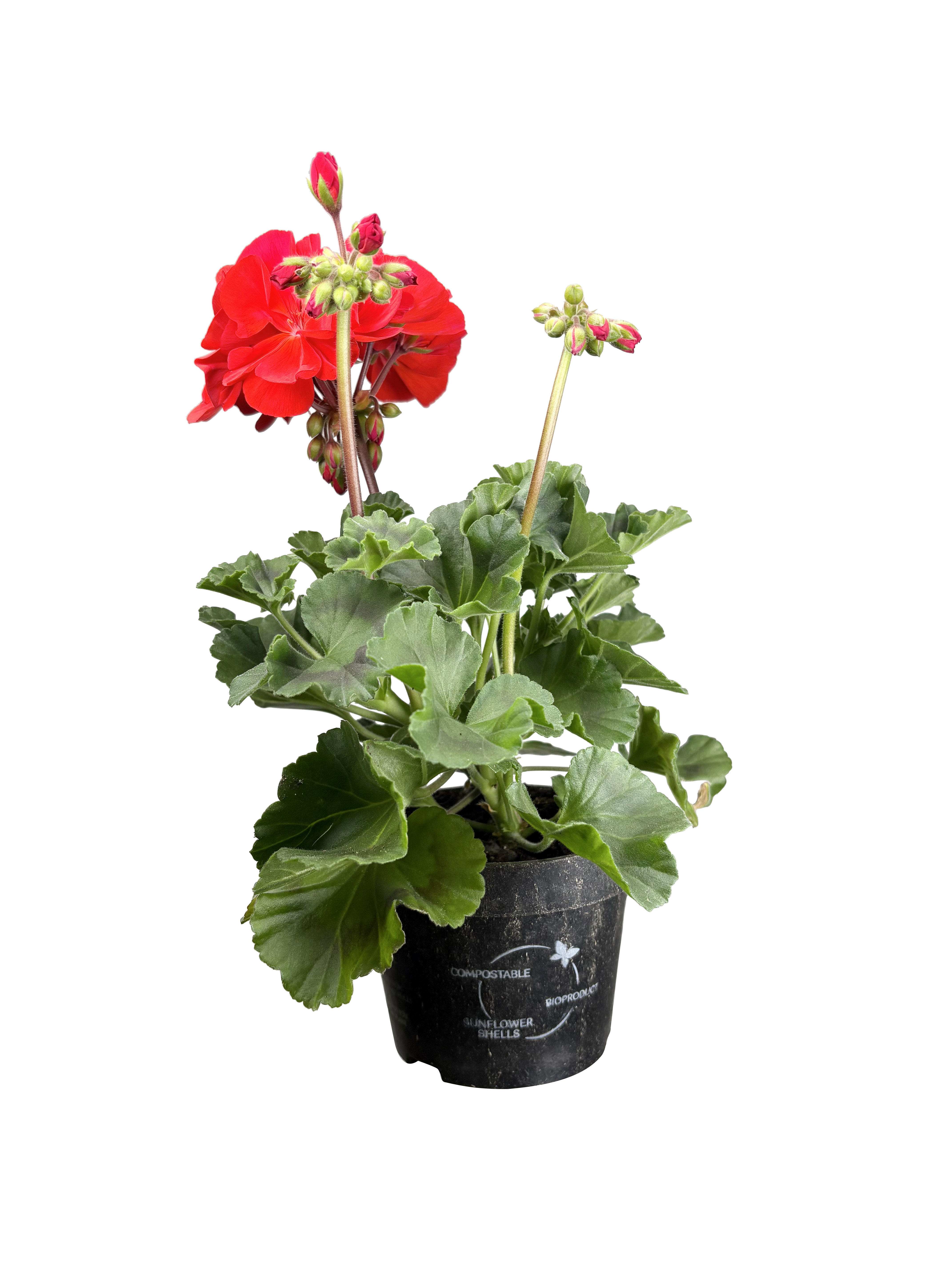 All Nature Zonalpelargon