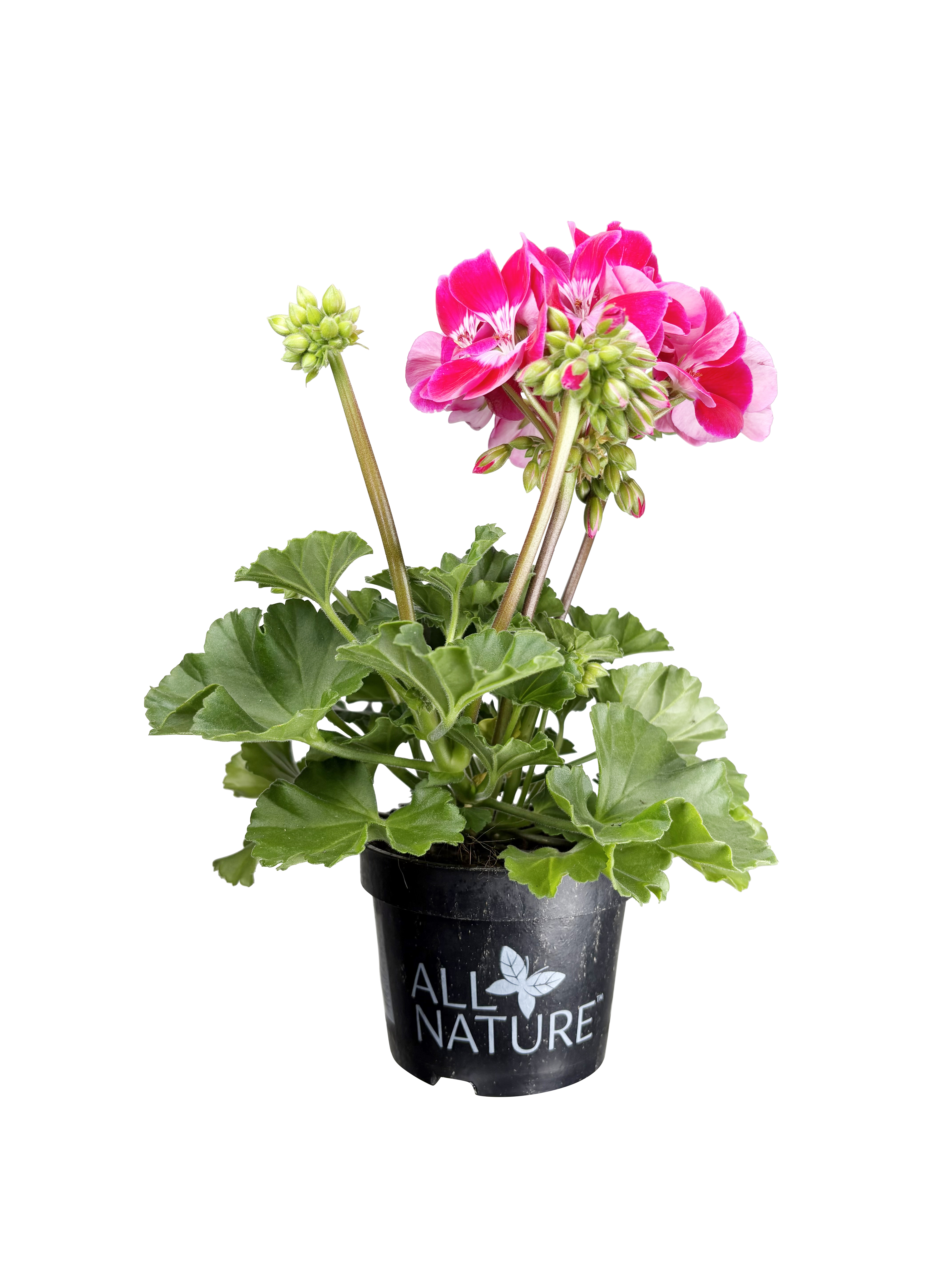 All Nature Zonalpelargon