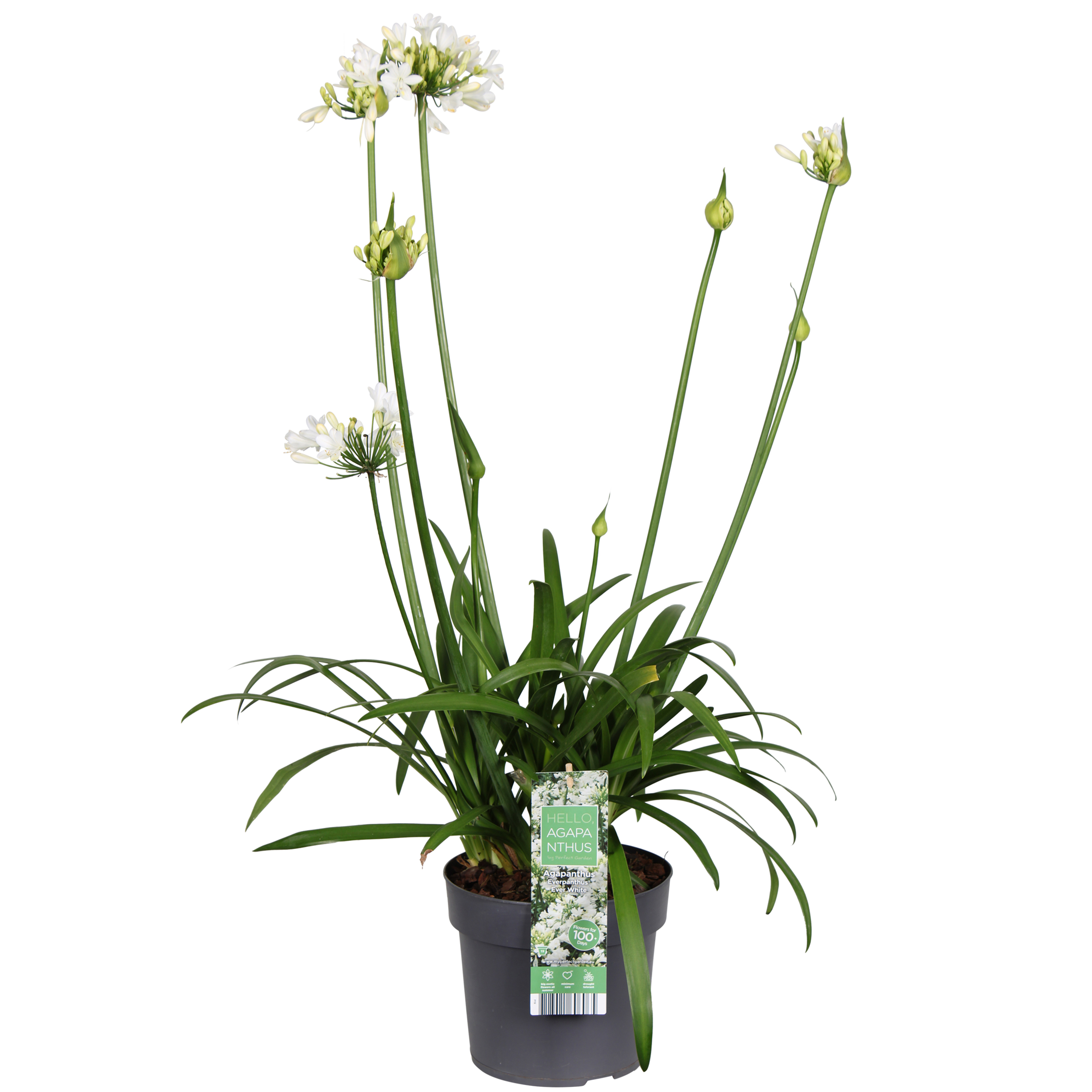 Afrikas blå lilja 'Ever White'