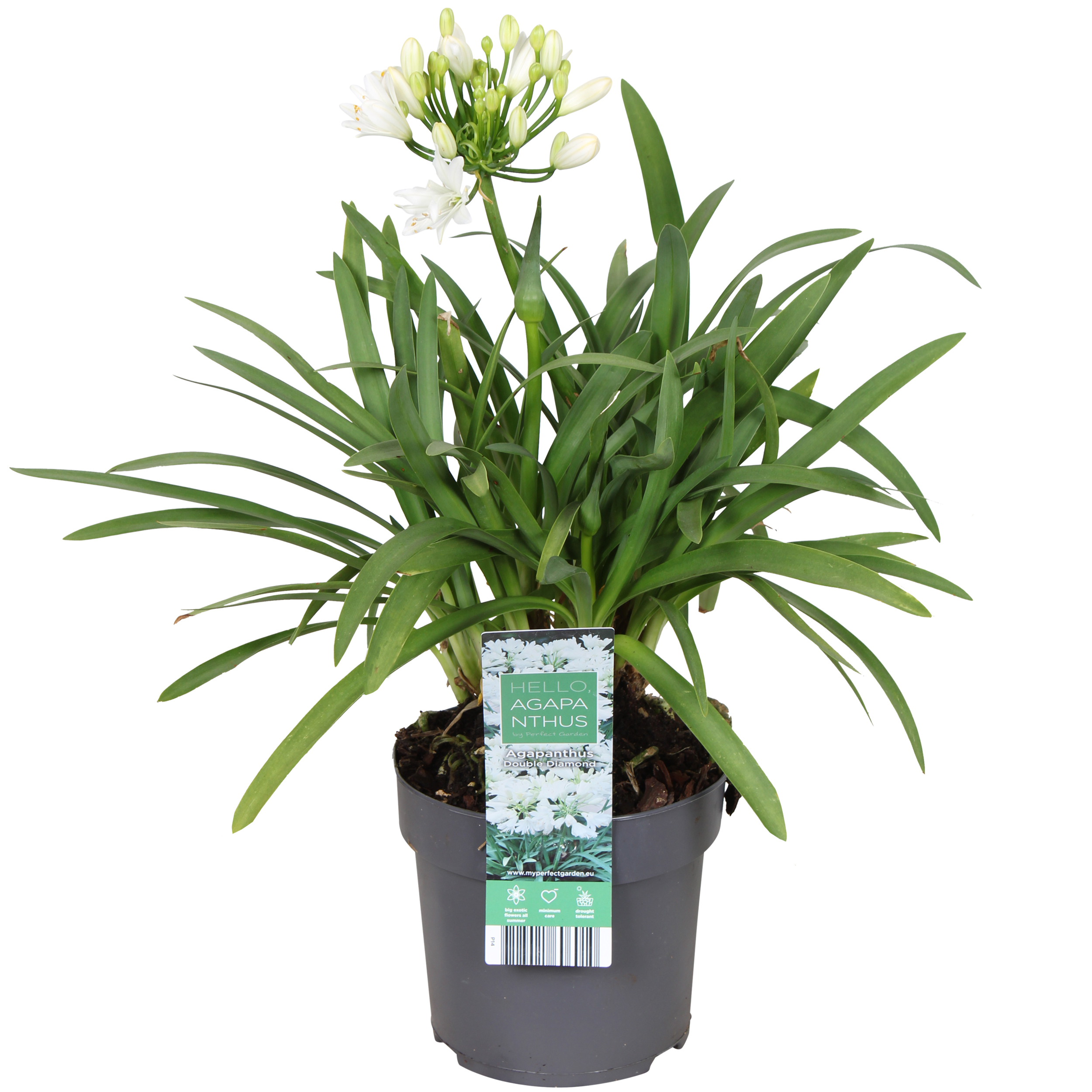 Agapanthus 'Pixie White'