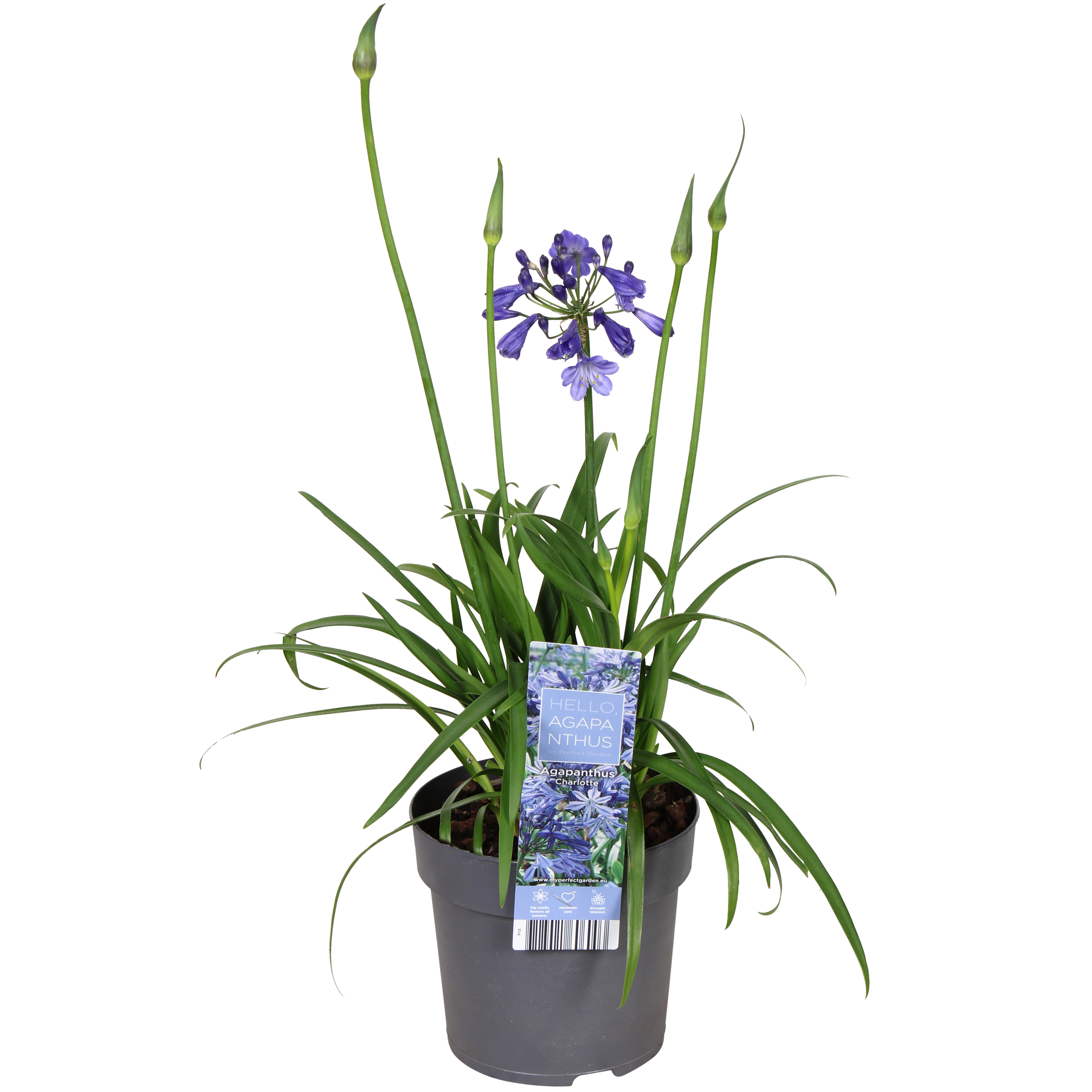 Afrikas blå lilja 'Pixie Blue'