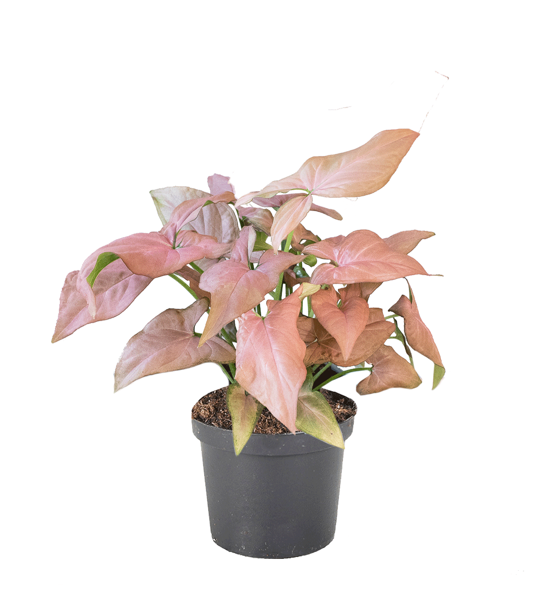 Syngonium 'Strawberry Ice' 11 cm