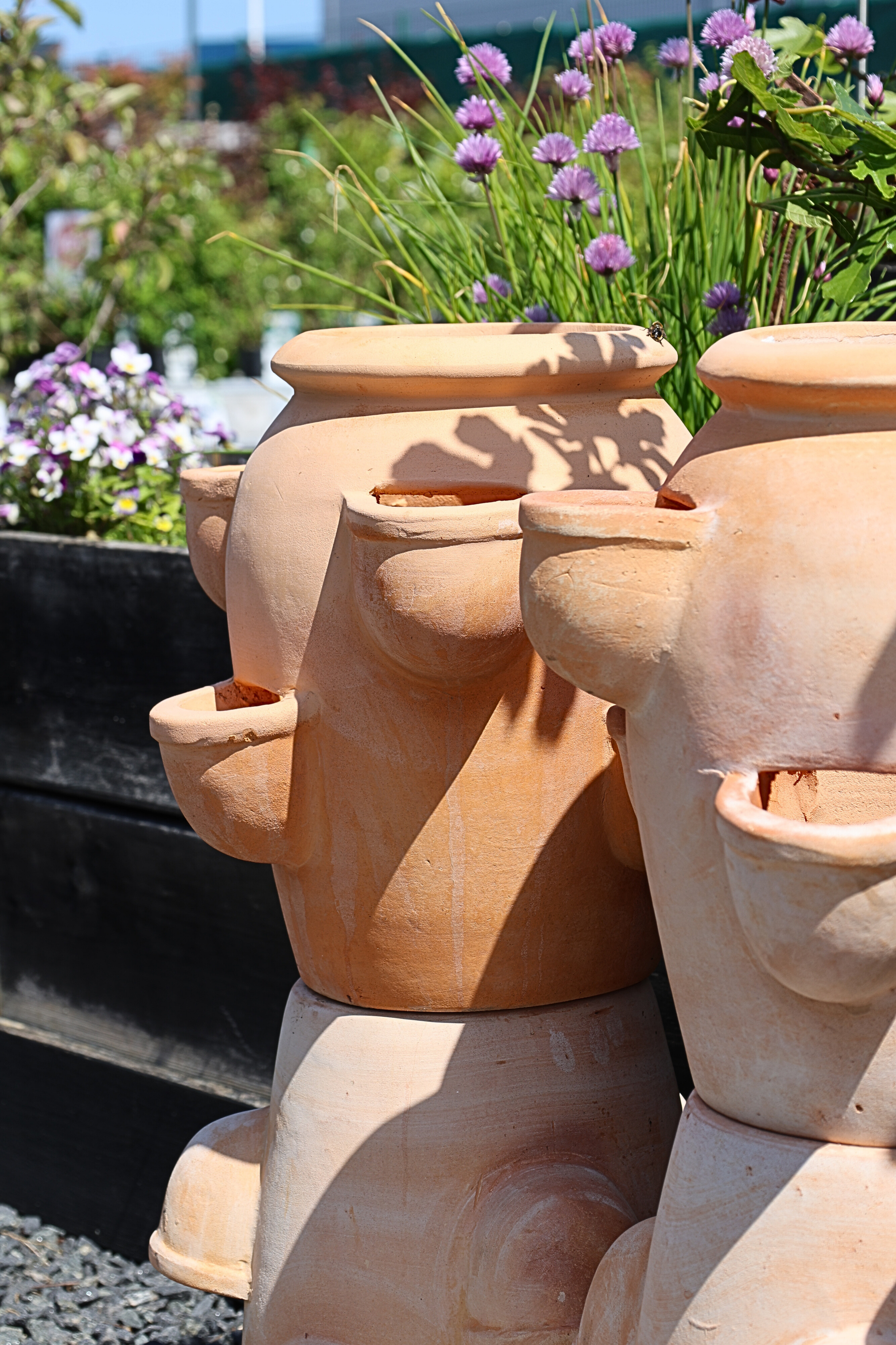 Jordgubbskruka Gilbert