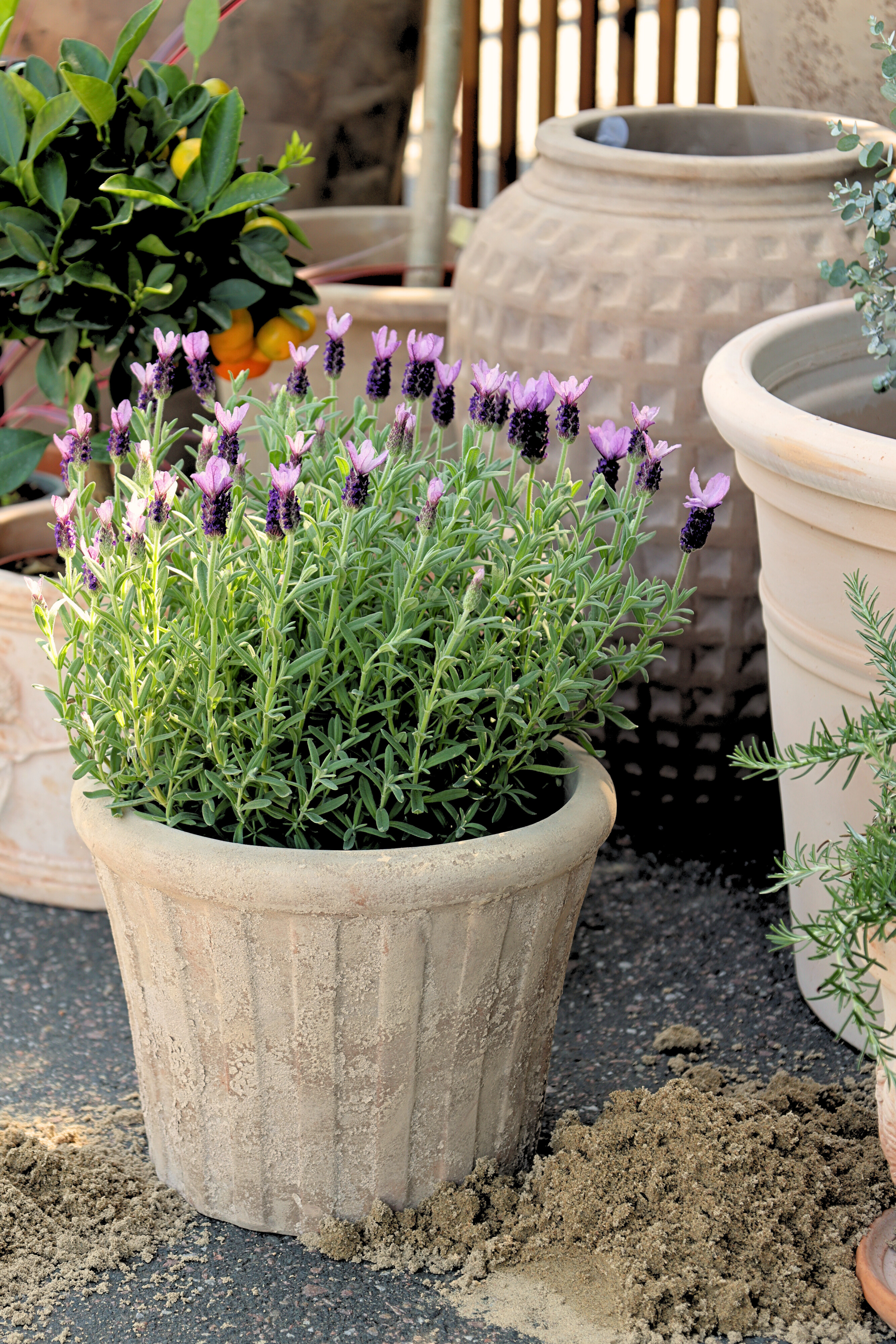 Marco terracotta pot D28 beige