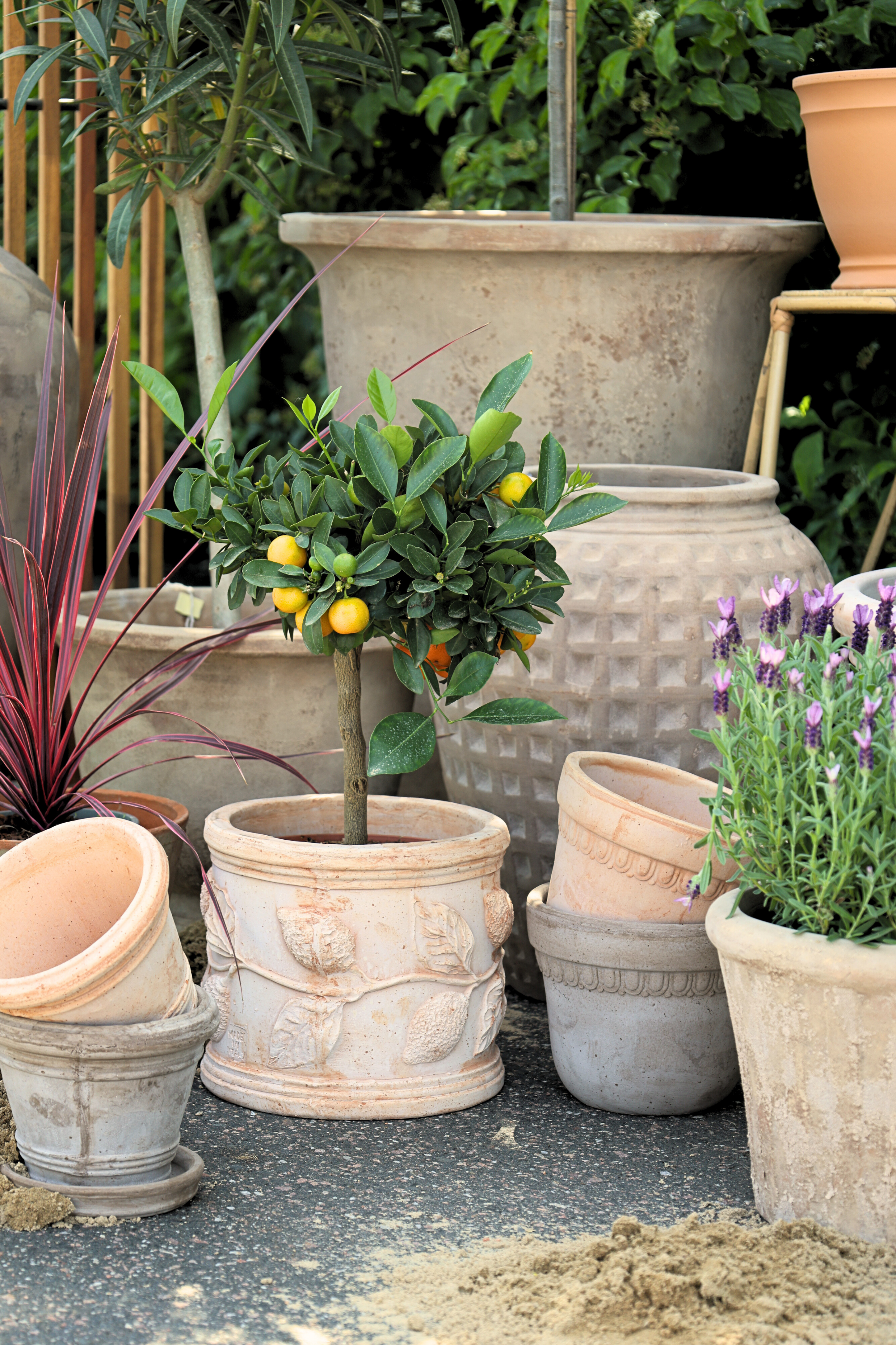 Limoni pot D24 terracotta