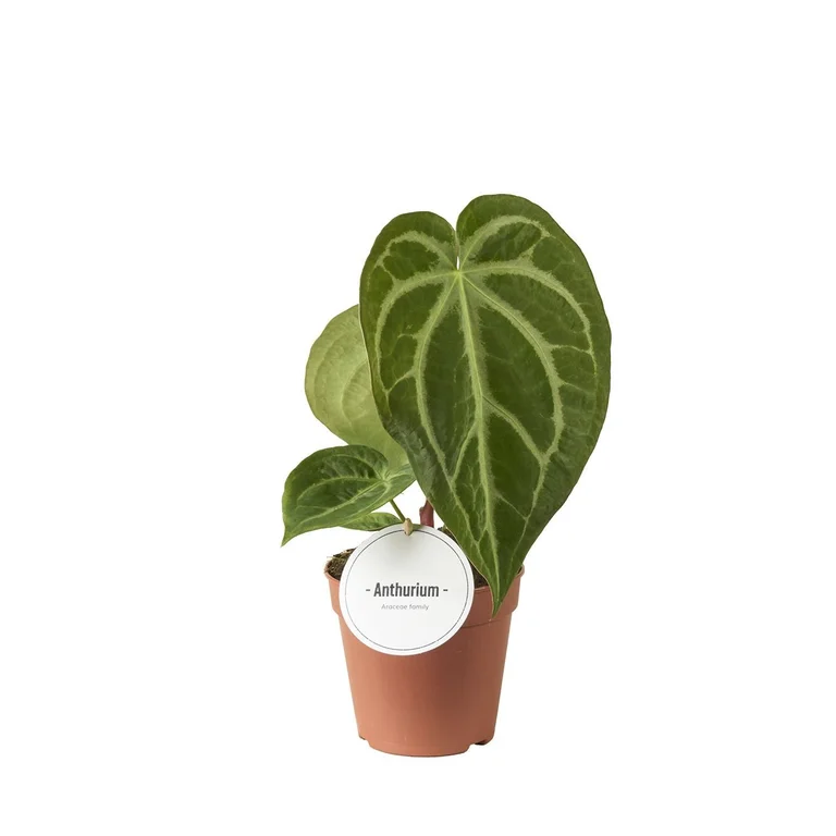 Anthurium ‘Magnificum’