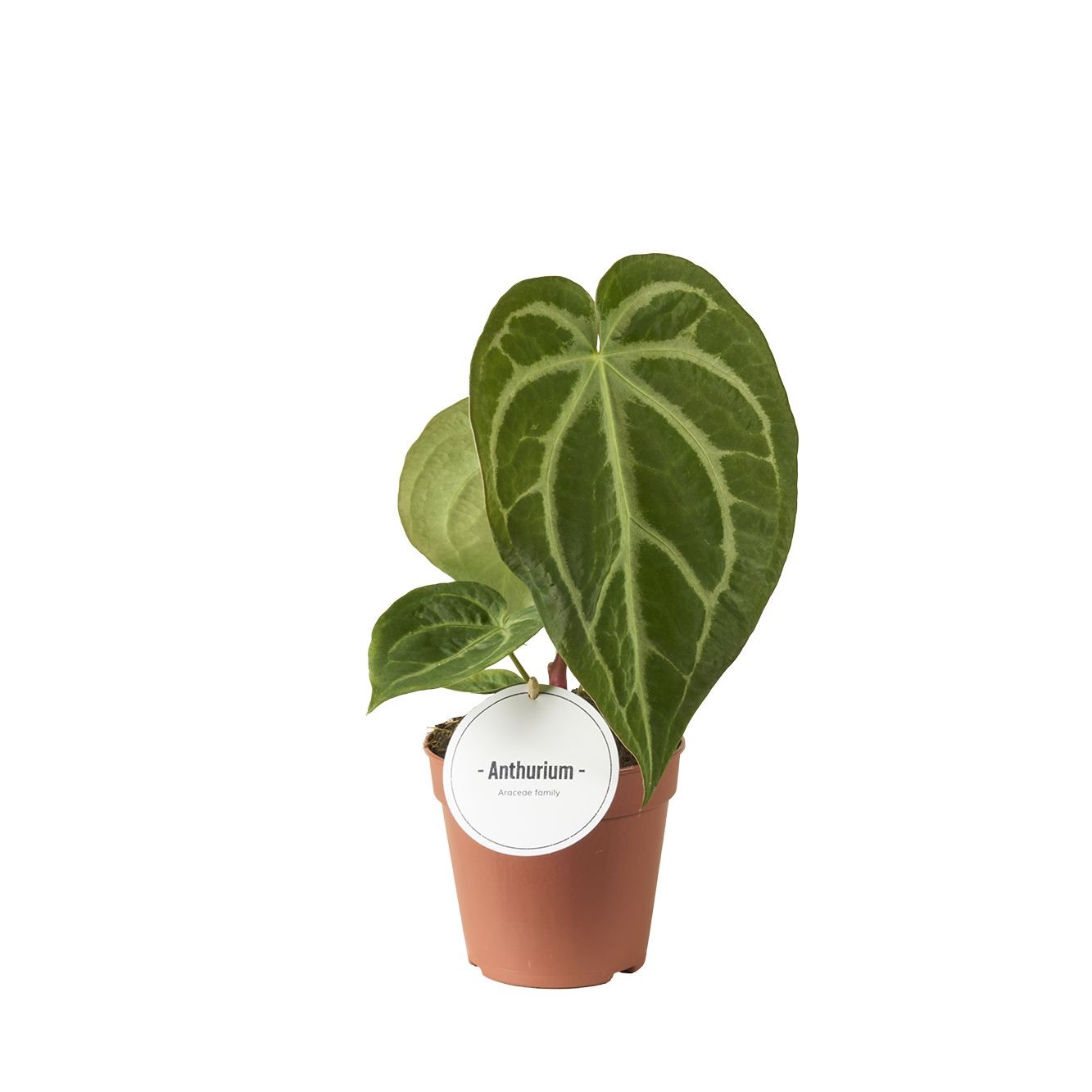 Anthurium ‘Magnificum’