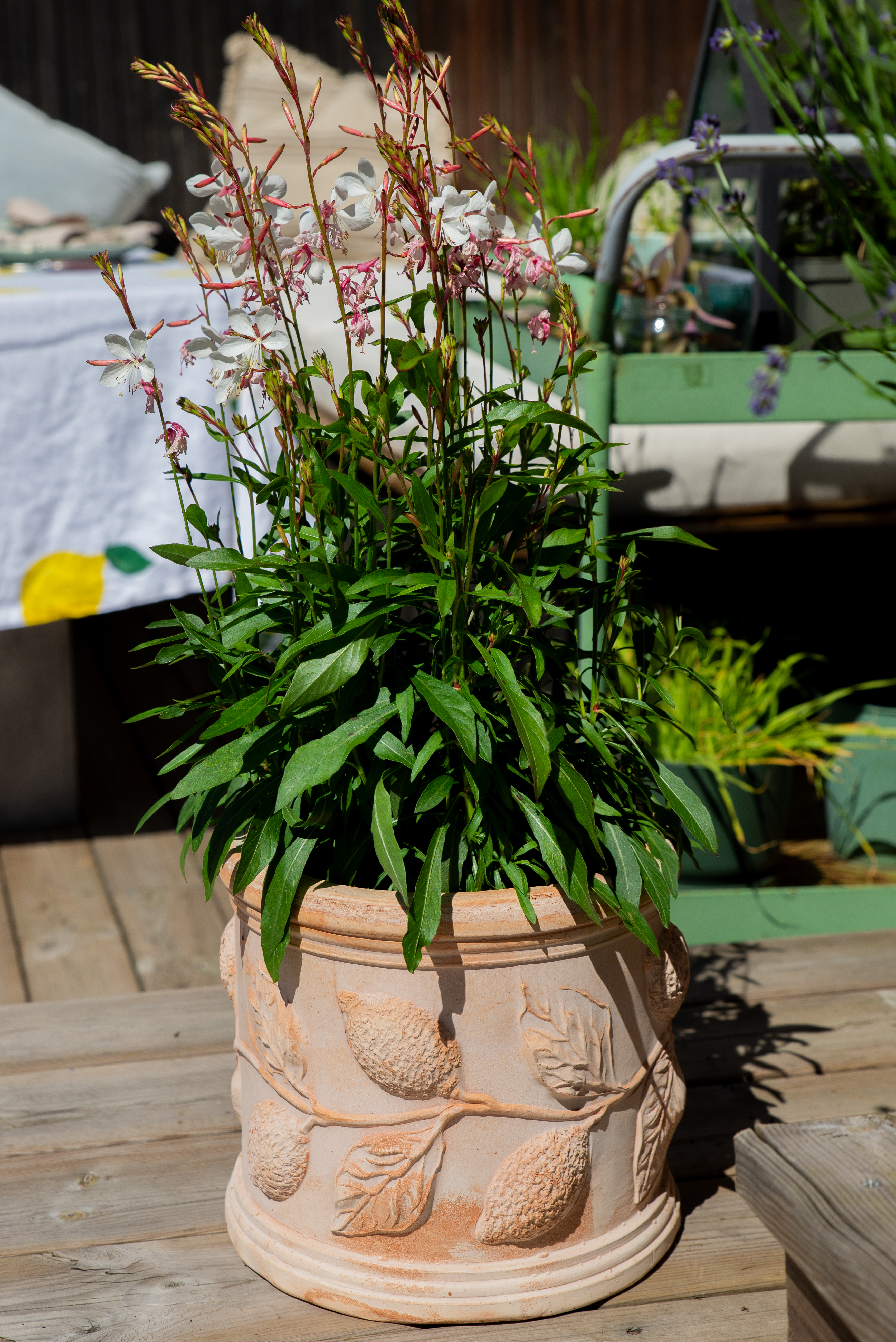 Limoni pot D24 terracotta