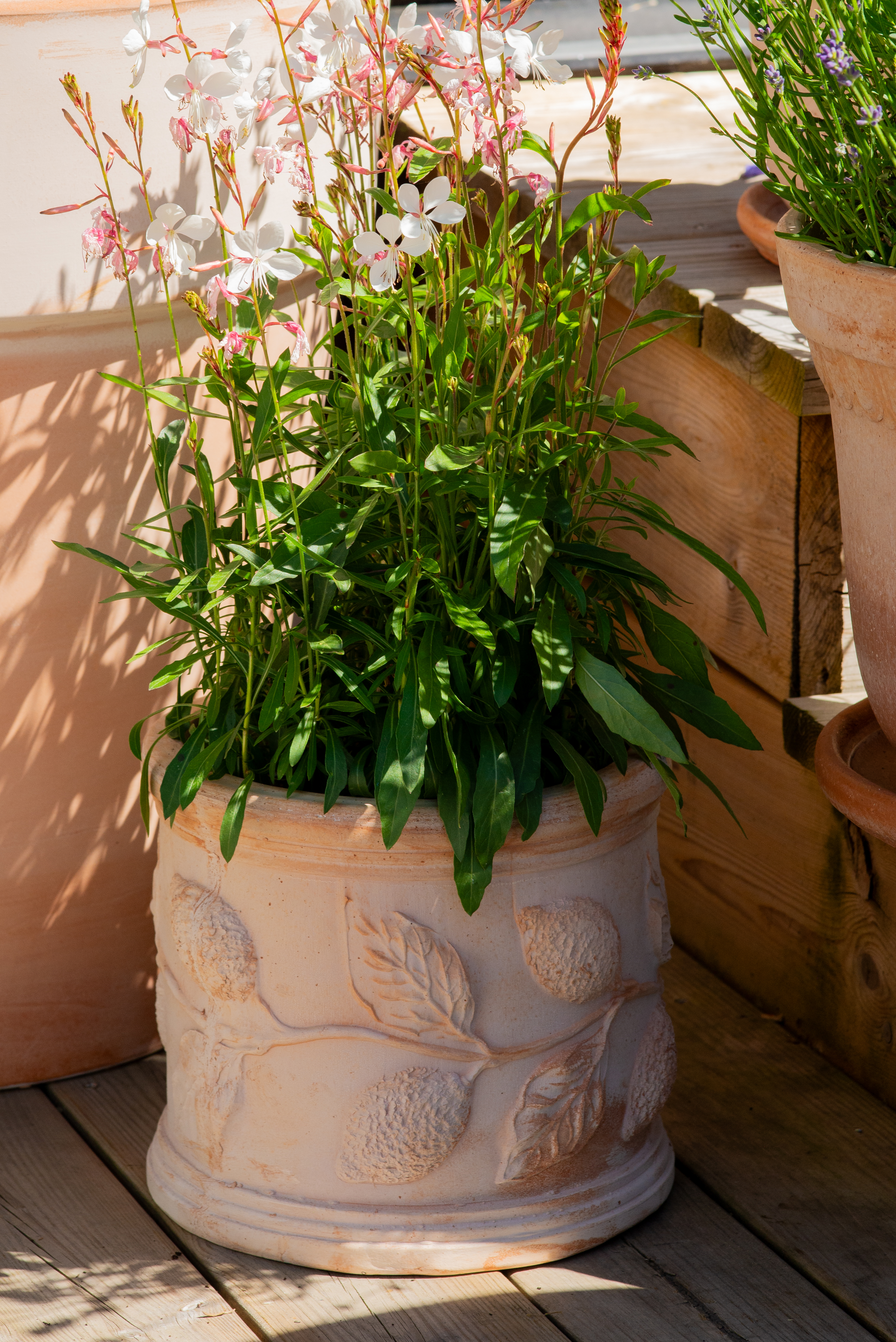 Limoni pot D21 terracotta