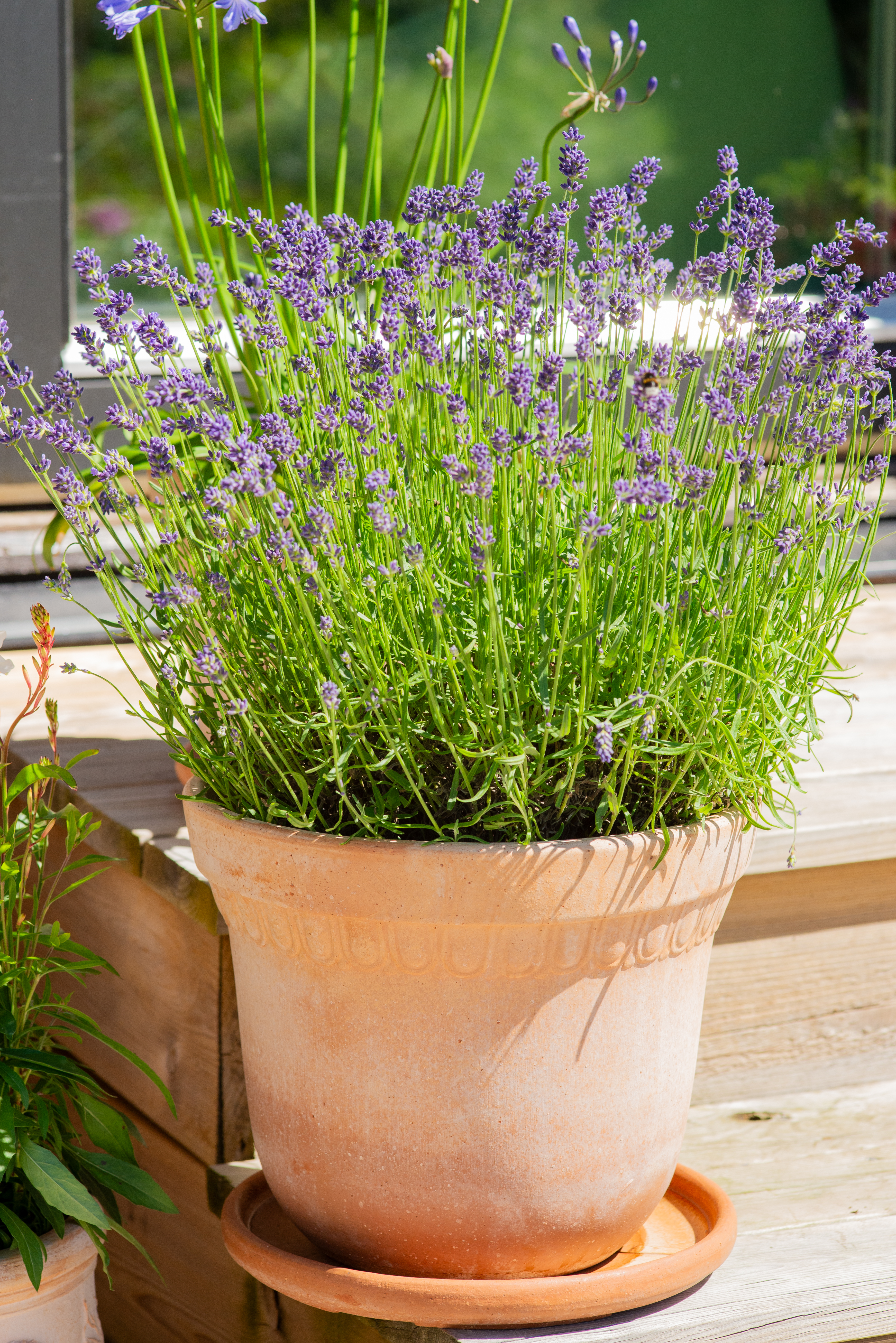 Verona pot D20 terracotta