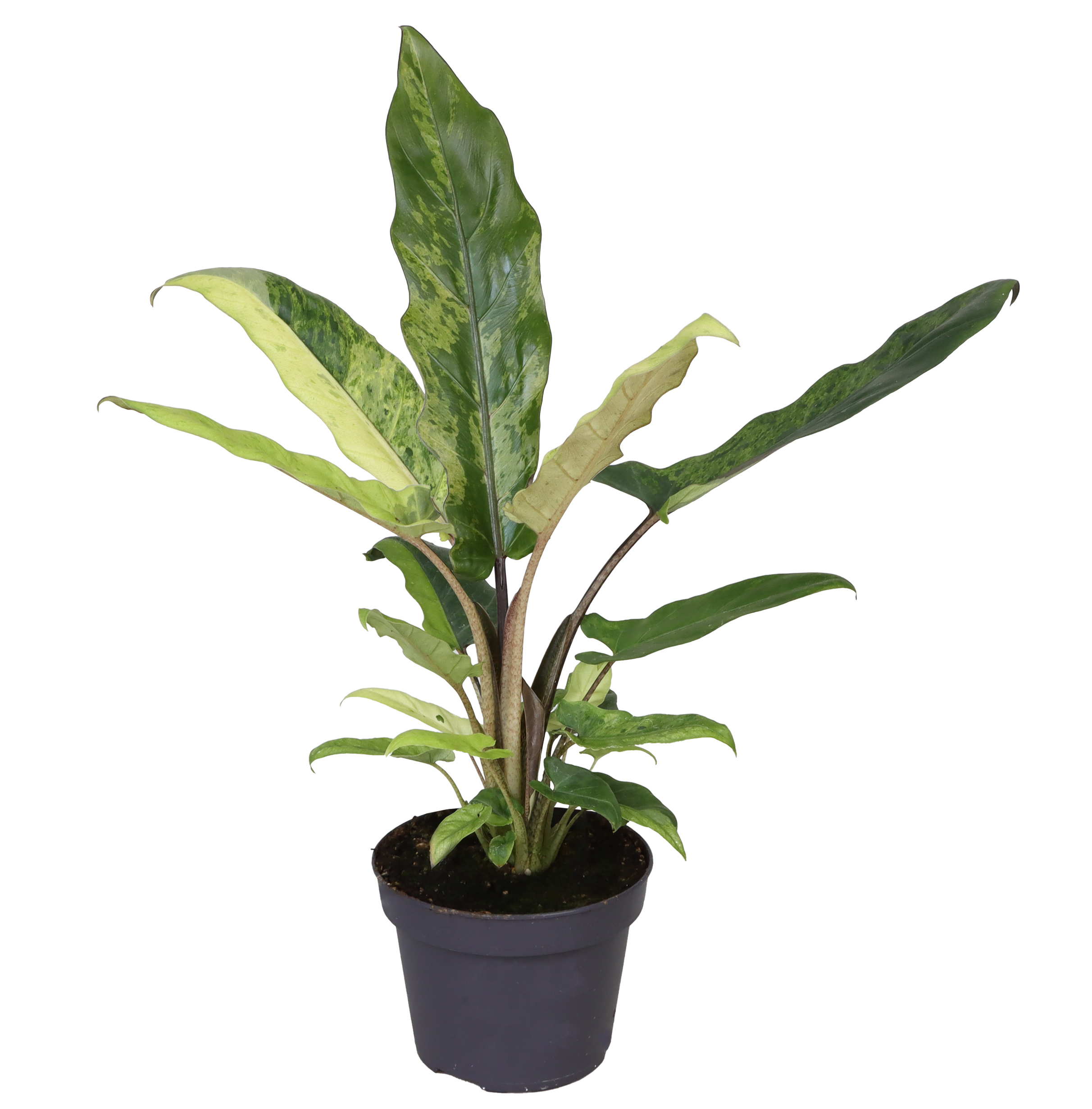 Alocasia lauterbachiana ‘Variegata’