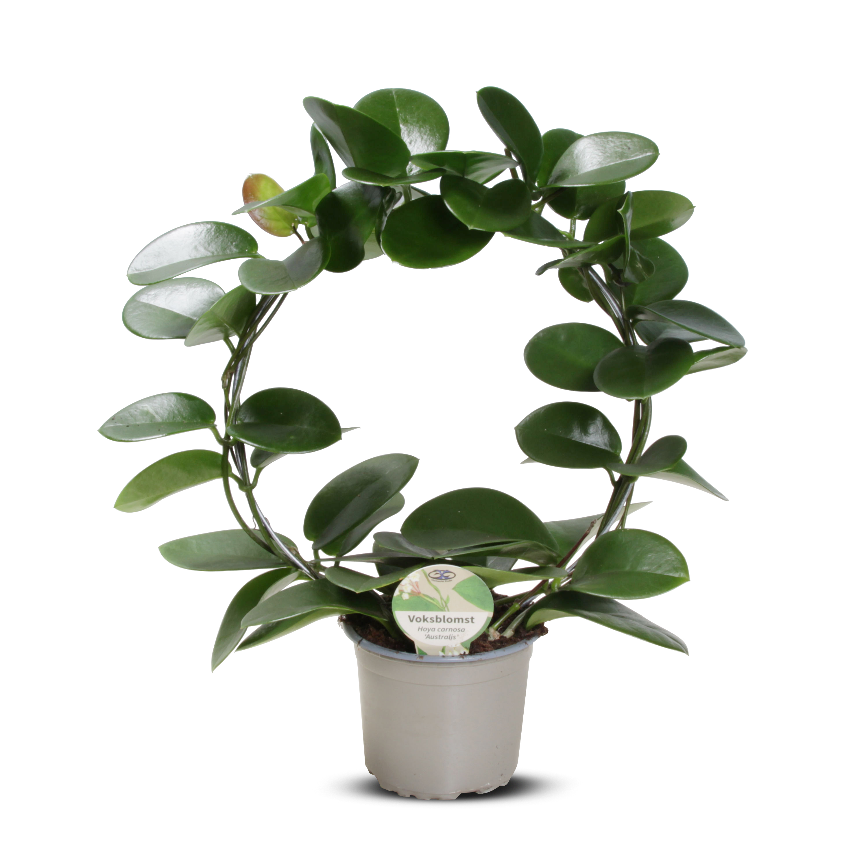 Hoya 'Australis' Figurmix 12 cm