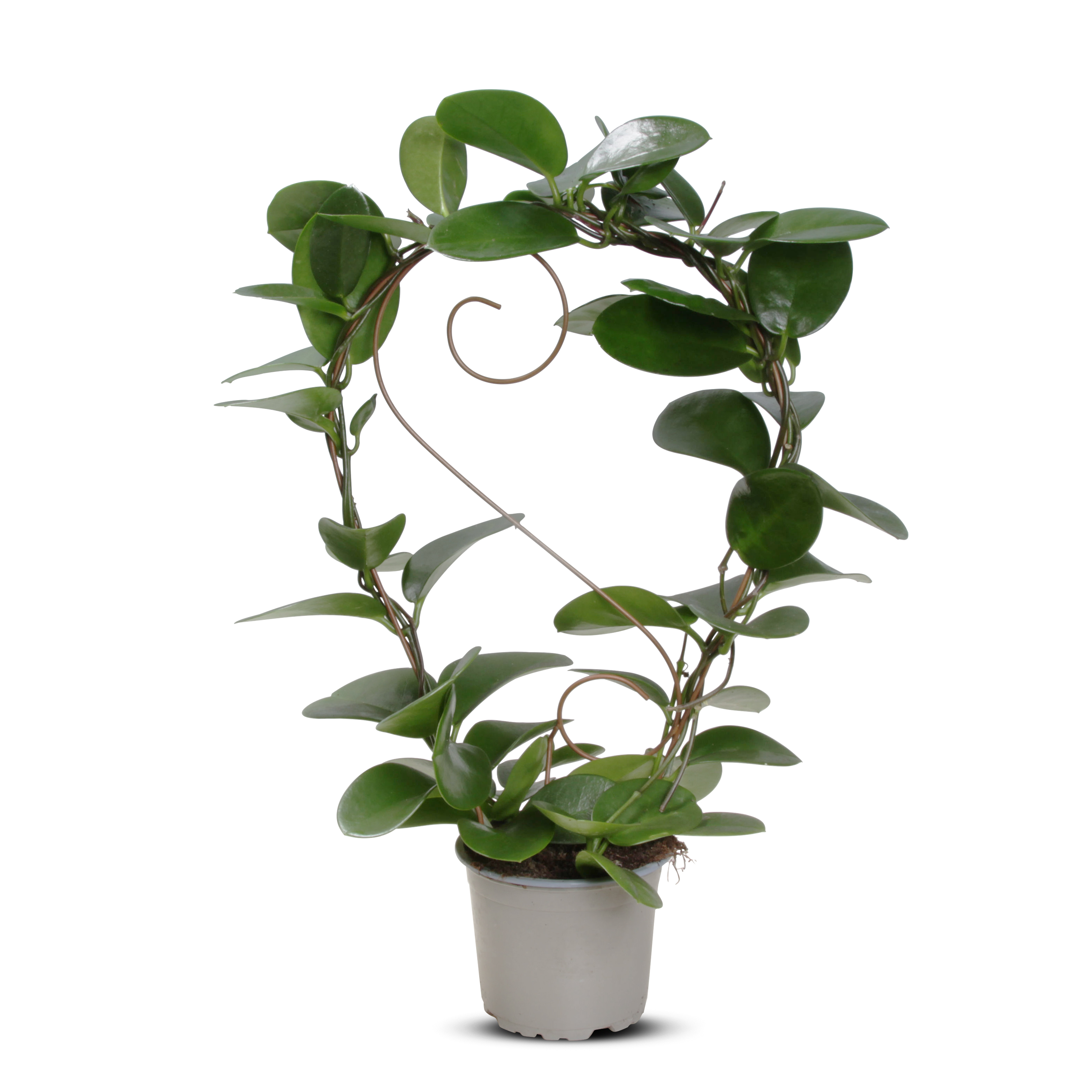 Hoya 'Australis' Figurmix 12 cm