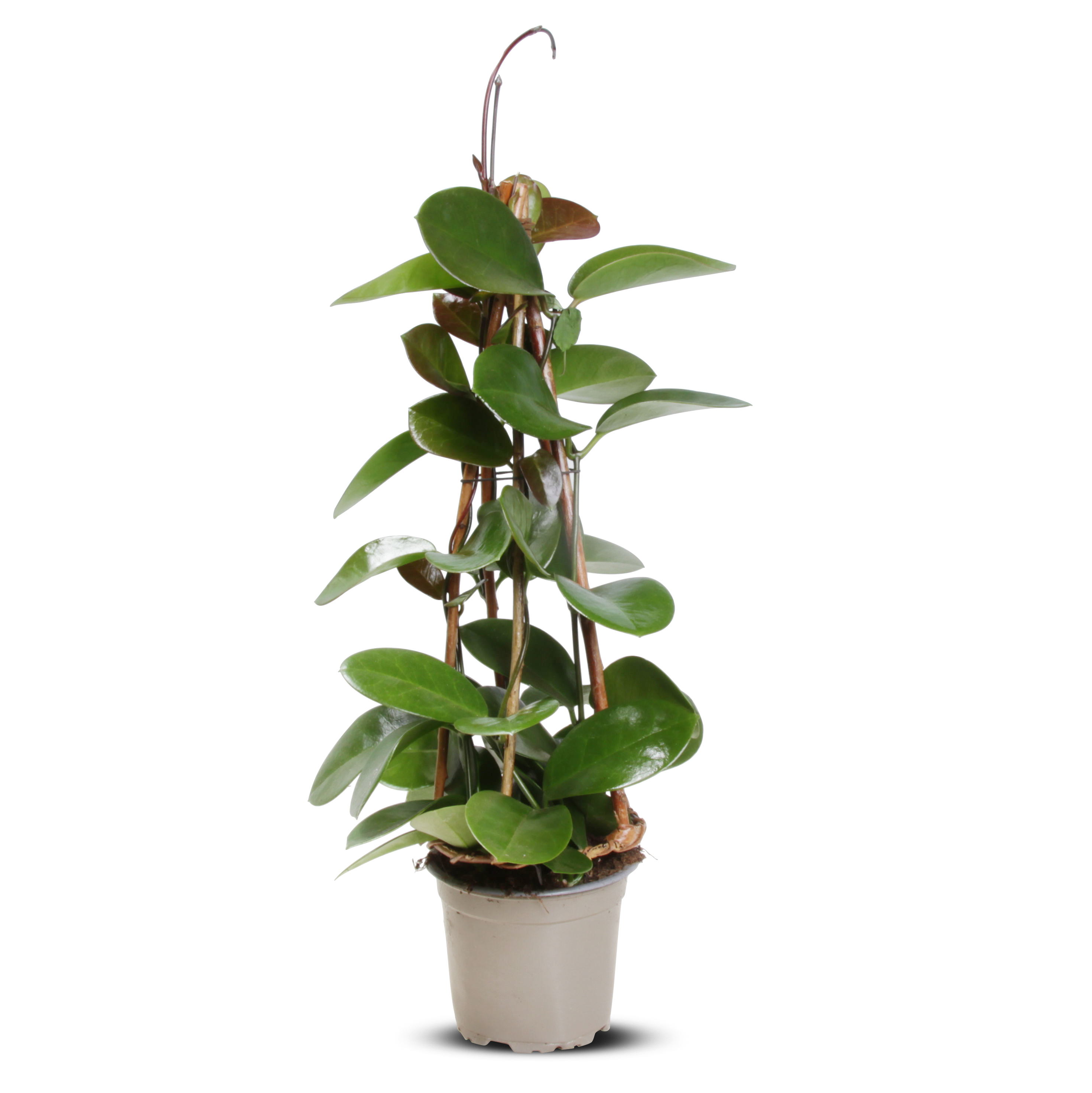 Hoya 'Australis' Figurmix 12 cm