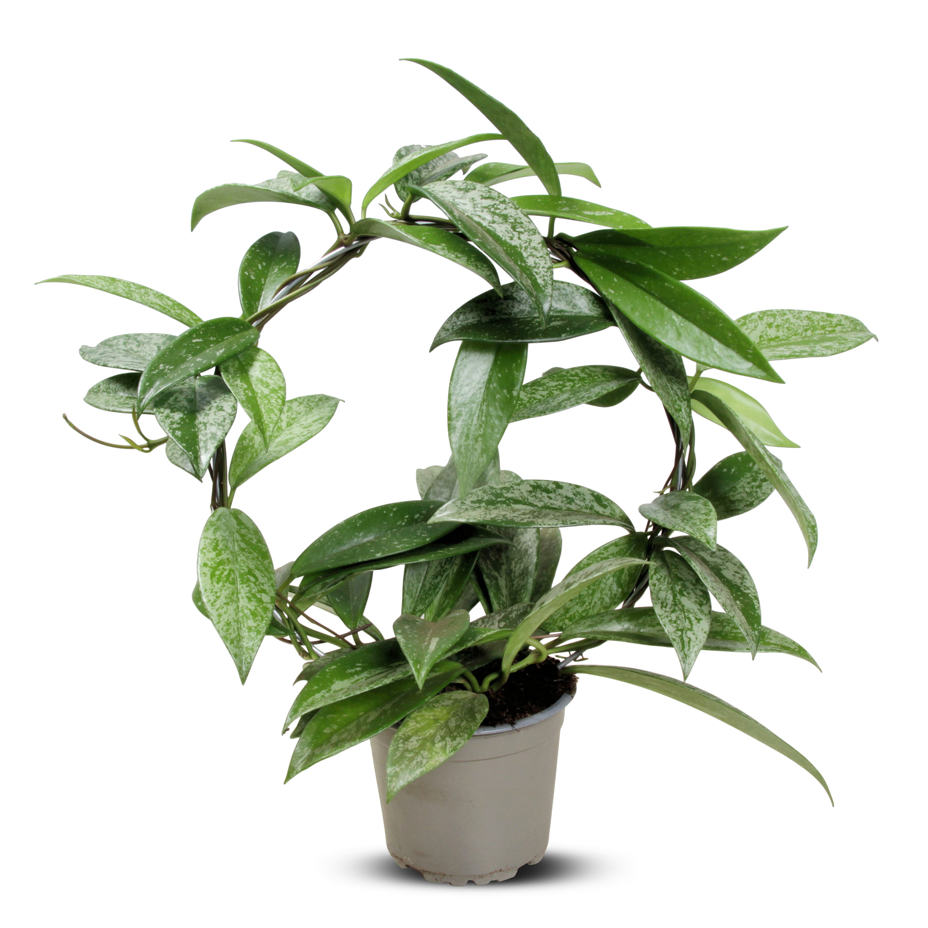 Hoya pubicalyx 'Silverspots' on bow