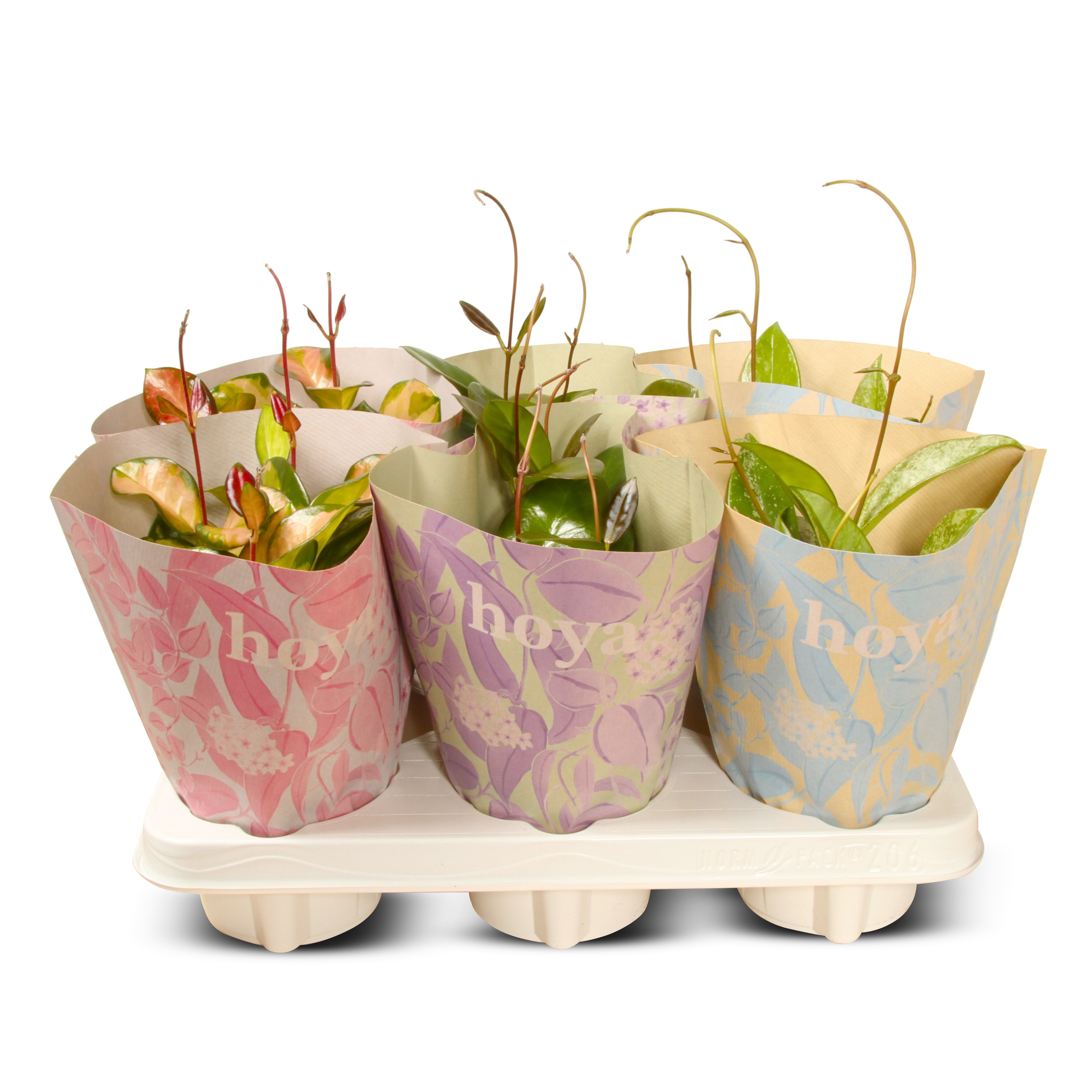 Porslinsblomma 'Australis' 