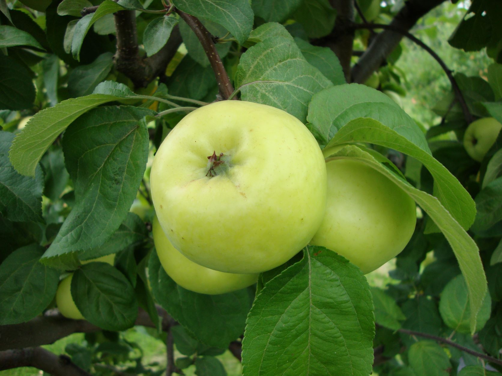 Krasnaja Rannaja Antonovka Apple Tree, 10L Pot