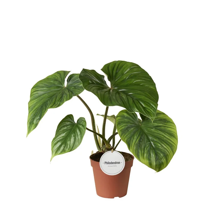 Philodendron Plowmanii
