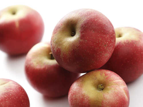 Äppelträd Discovery