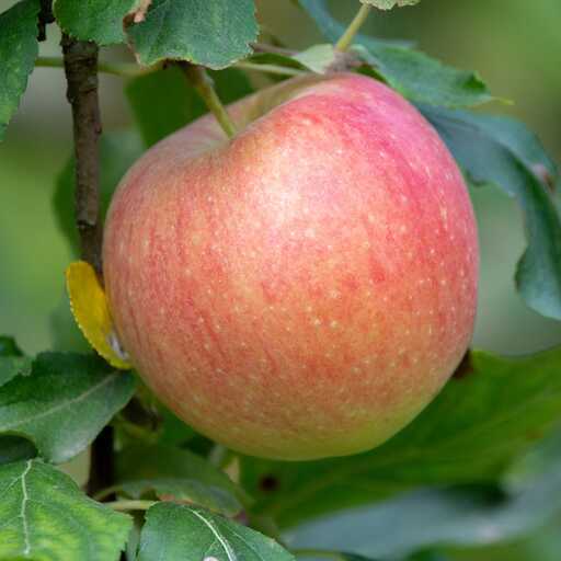 Uslada Antonovka Apple Tree
