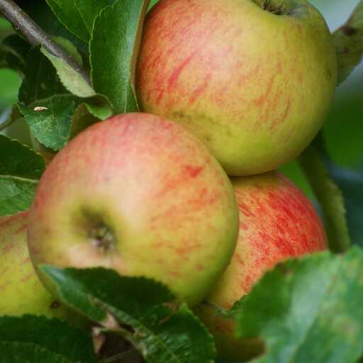 Malus domestica 'Borgovskoje' appletree