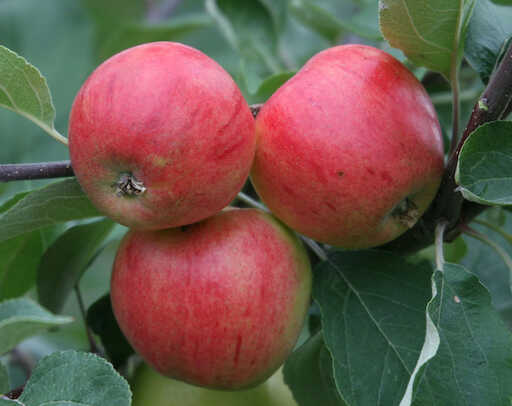 Malus domestica 'Huvitus' appletree