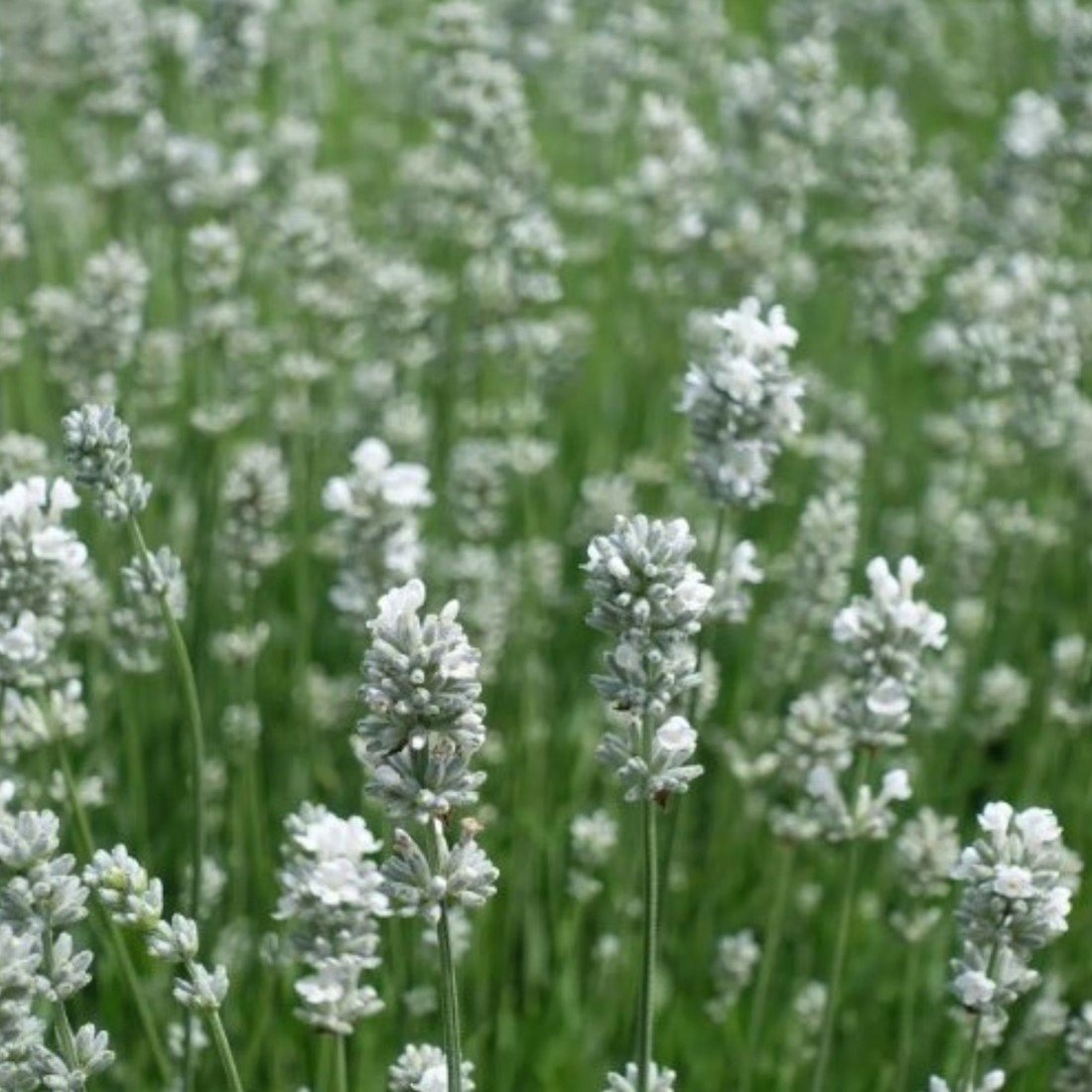 Lavandula angustifolia 'Alba' 6-pack