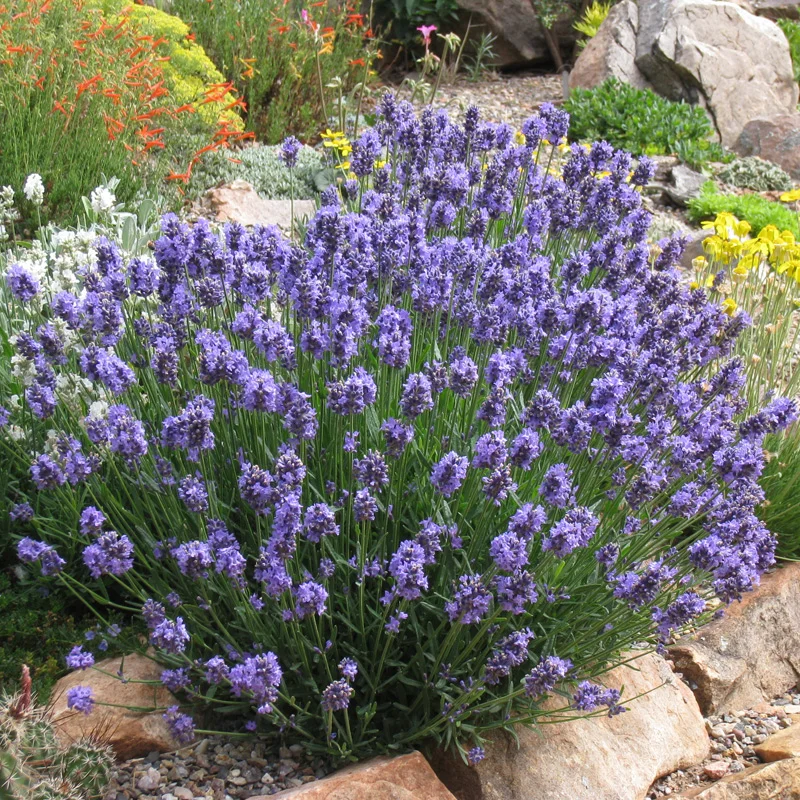 Lavendel 'Thumbelina'