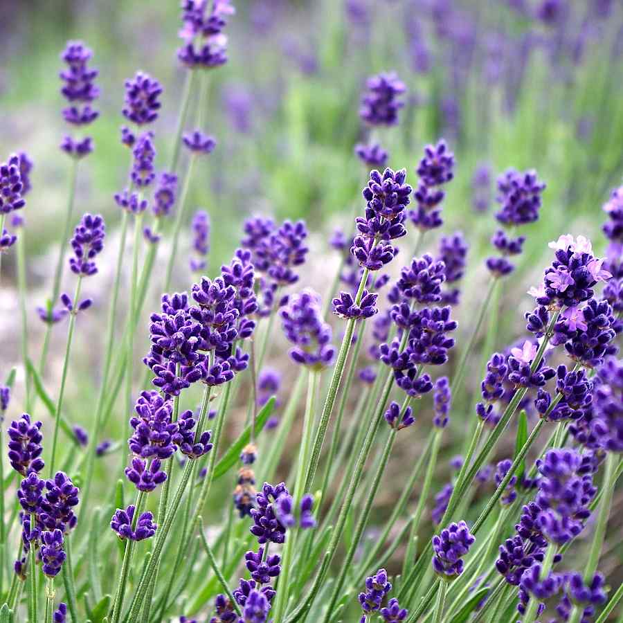 Växten engelsk lavendel