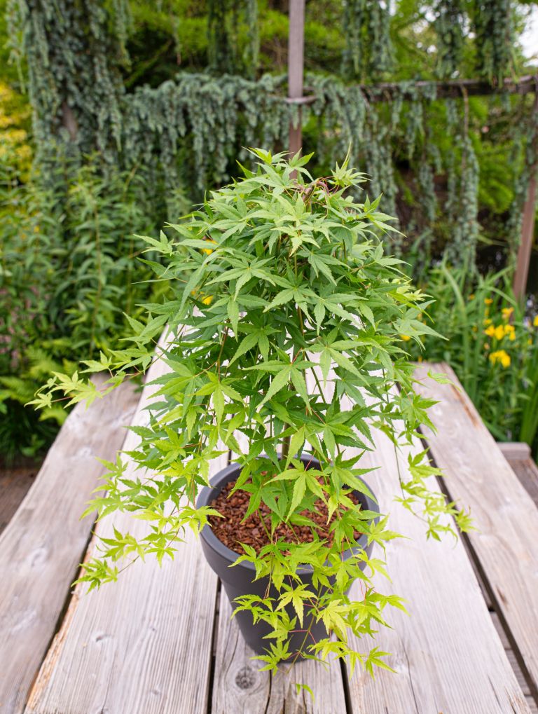 Ryusen Japanese Maple Tree, 90cm Stem