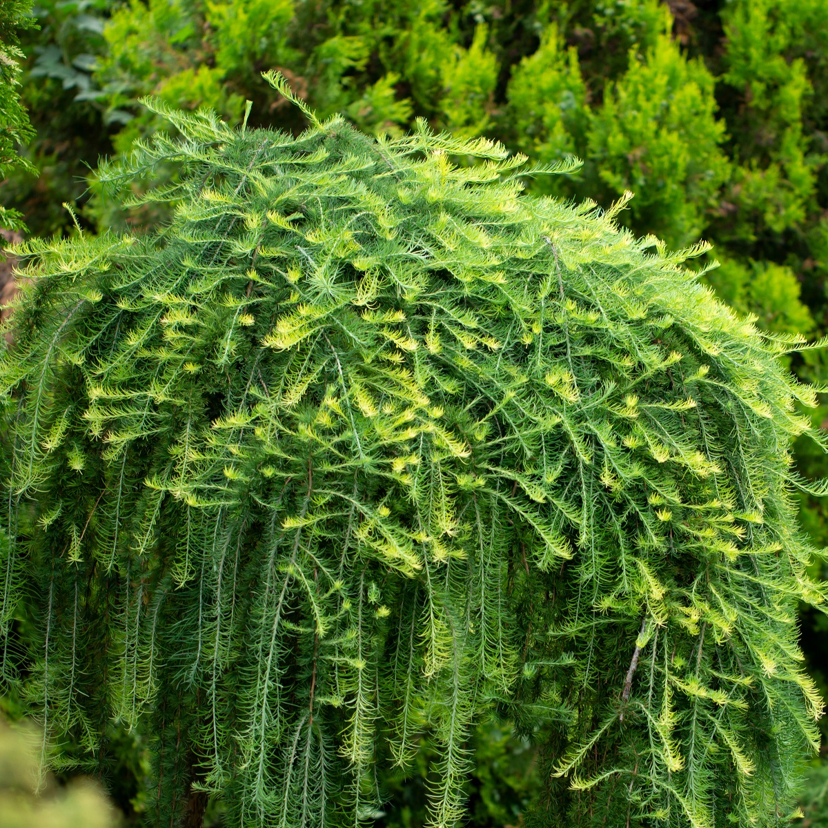 Japanese Larch 'Boring Weeper' Tree