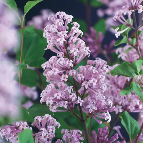 Syringa meyeri 'Palibin' Träd