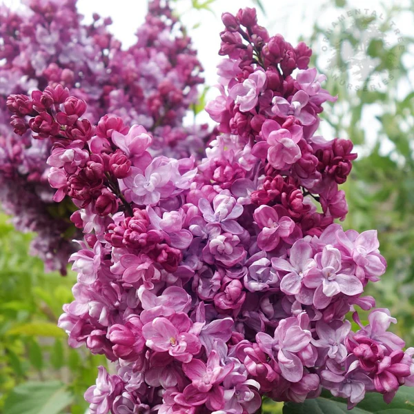 Lilac Tree 'Prince Wolkonsky' - 80cm Stem, 10L Pot