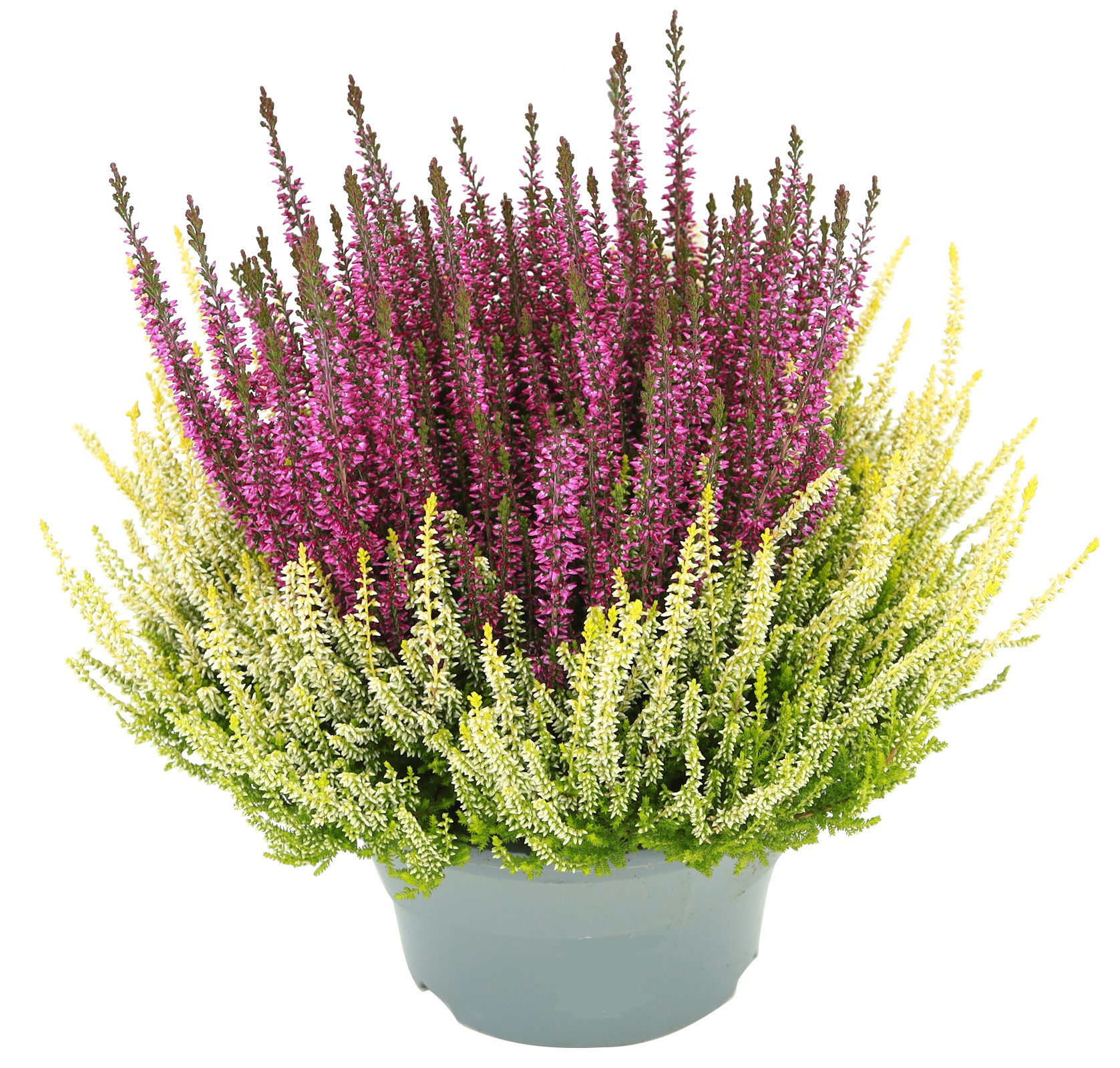 Calluna 'Colour Crown' 23 cm