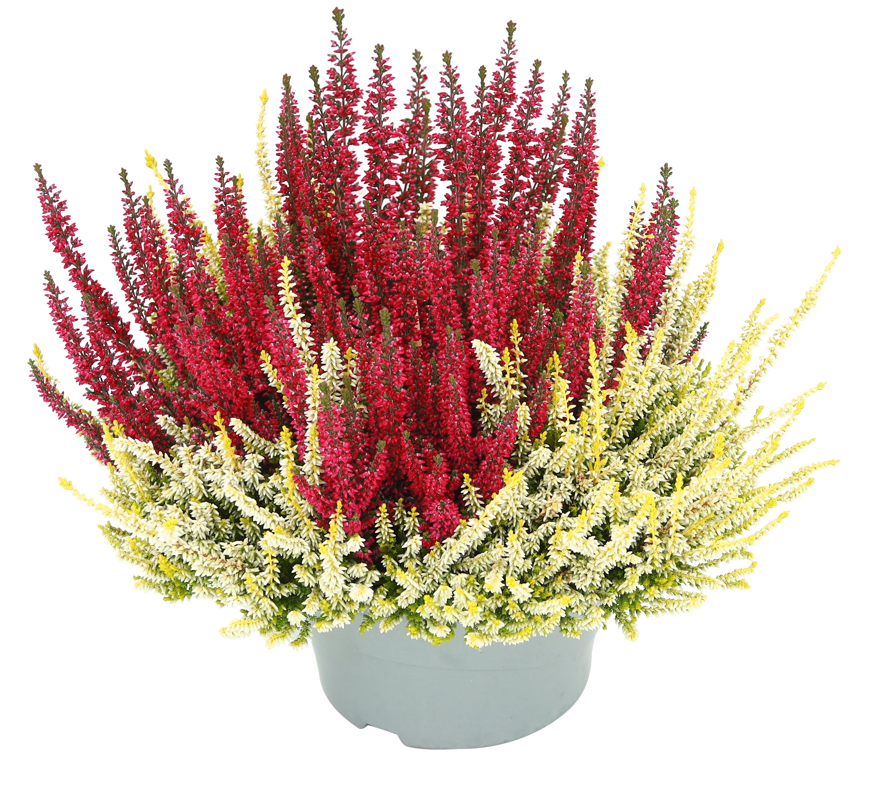 Calluna 'Colour Crown' 23 cm