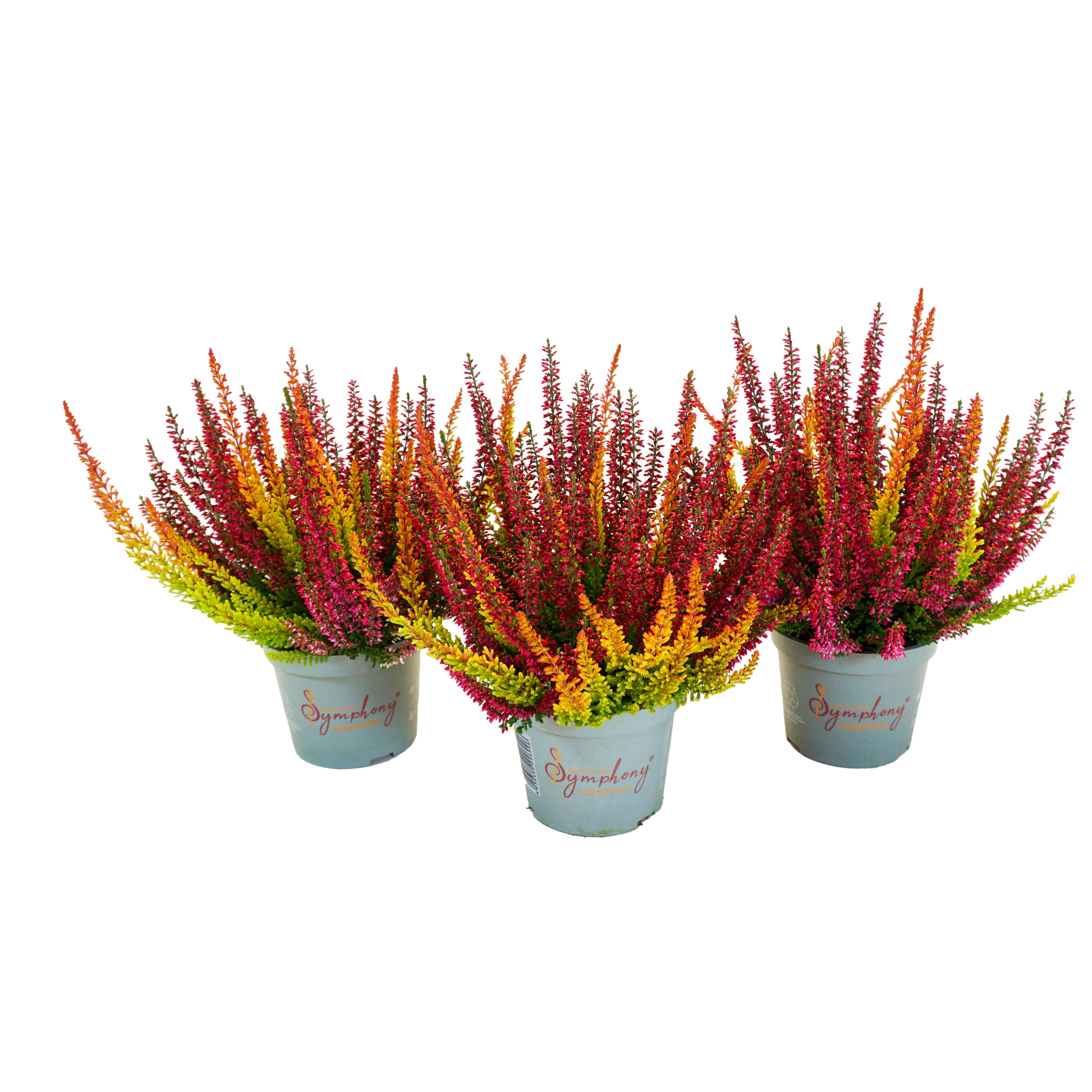 All N. Calluna 'Symphony' 12 cm