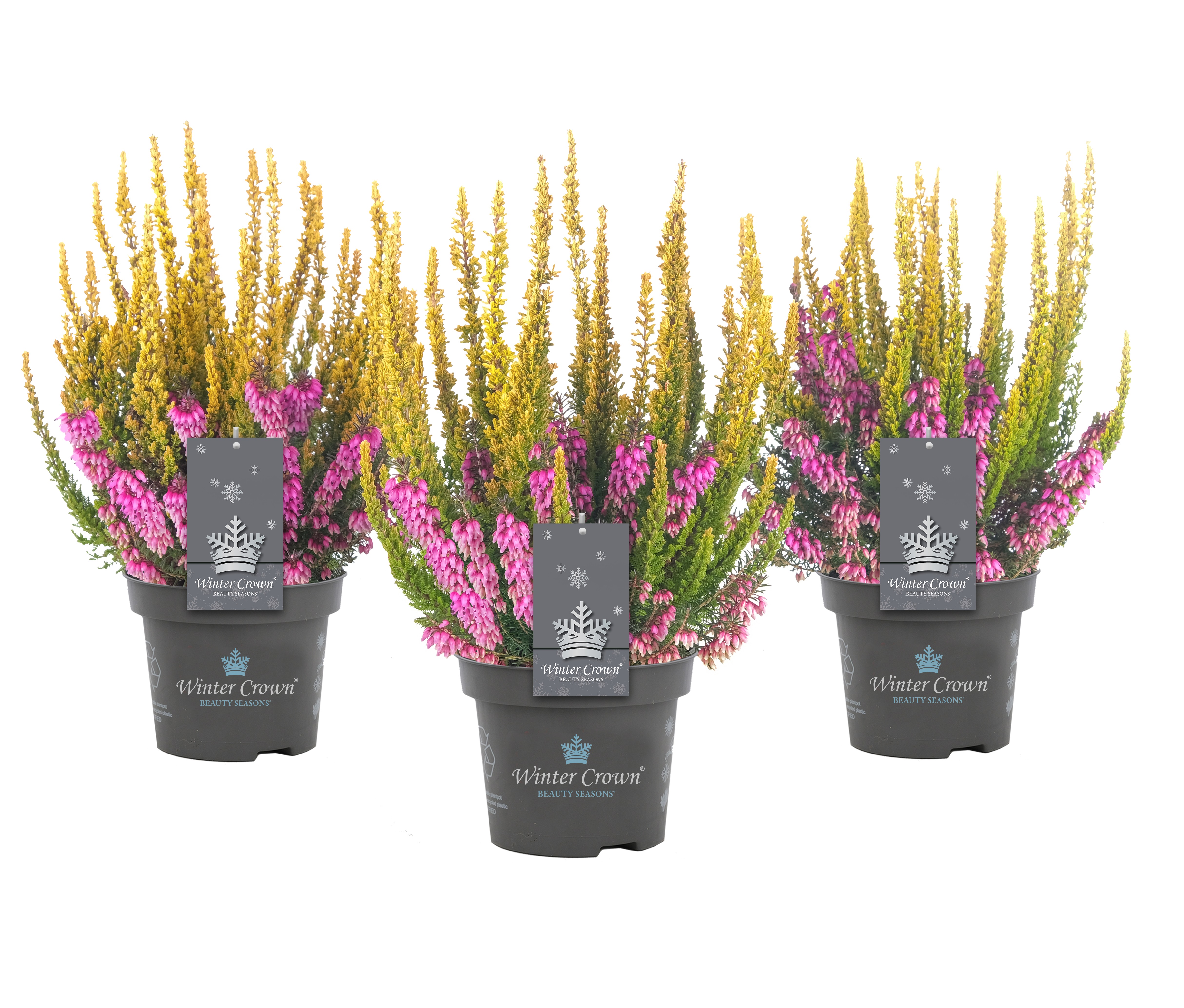 Ljung samplantering 'Winter Crown'