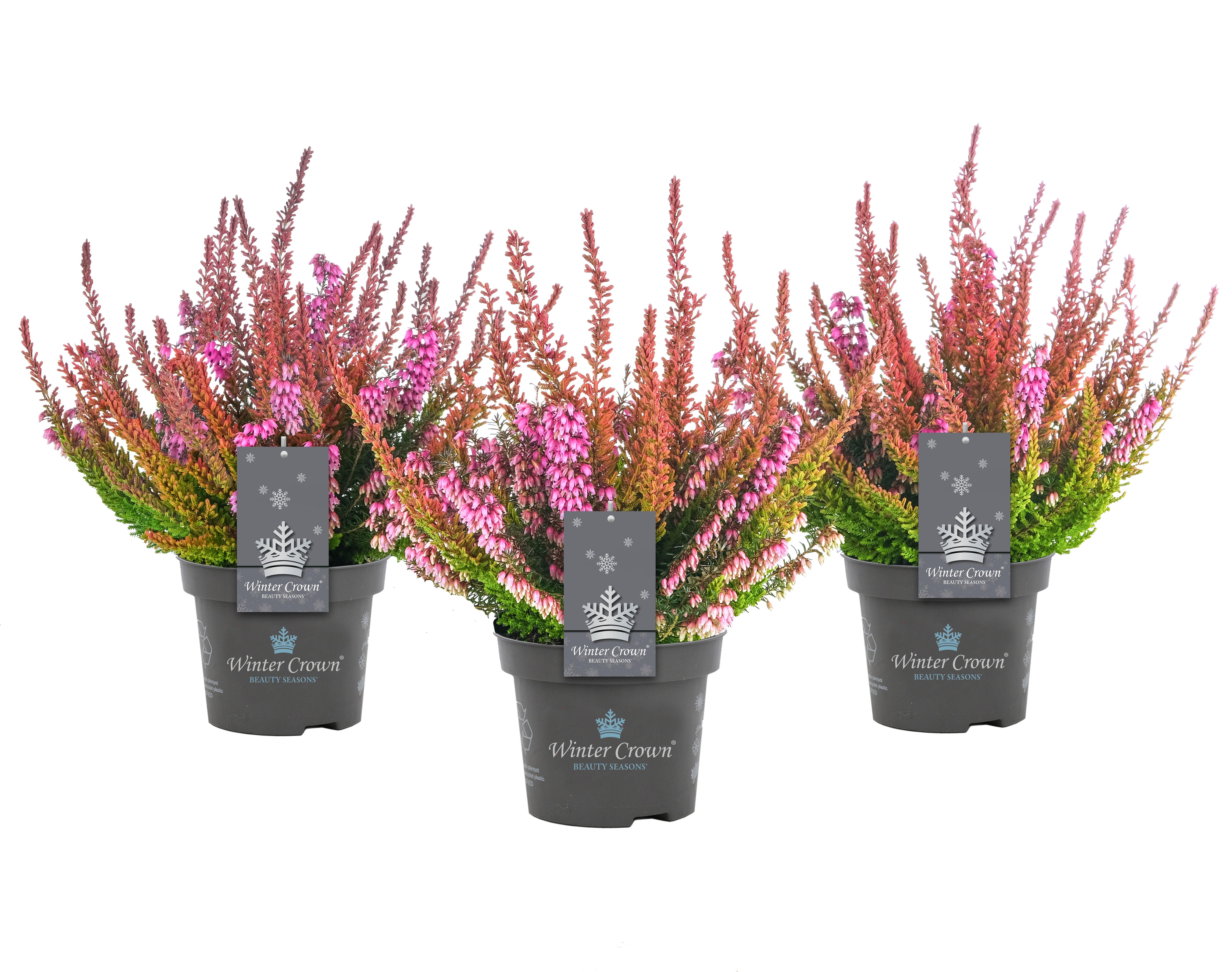 Ljung samplantering 'Winter Crown'