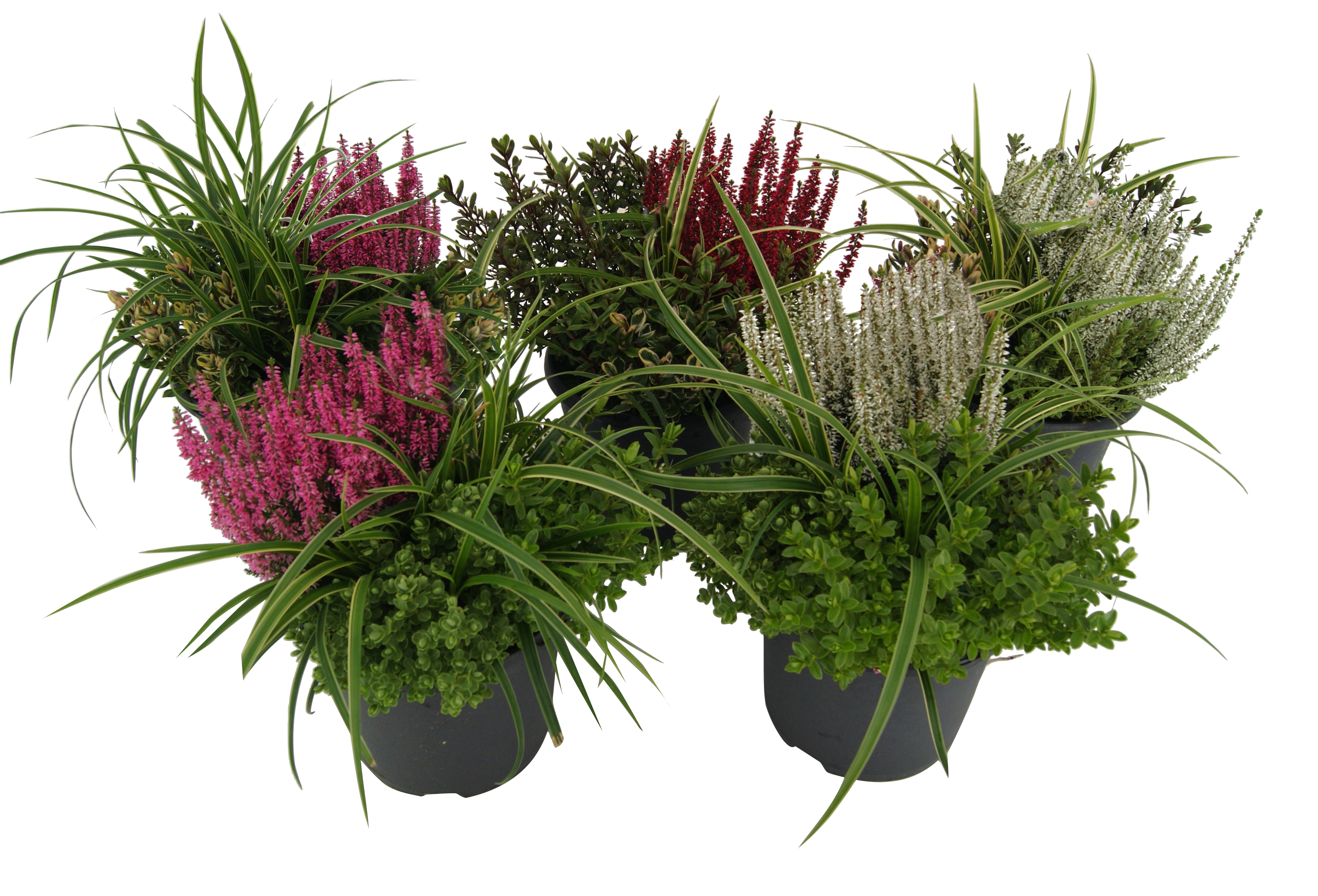 Höstgrupp ljung, hebe och gräs