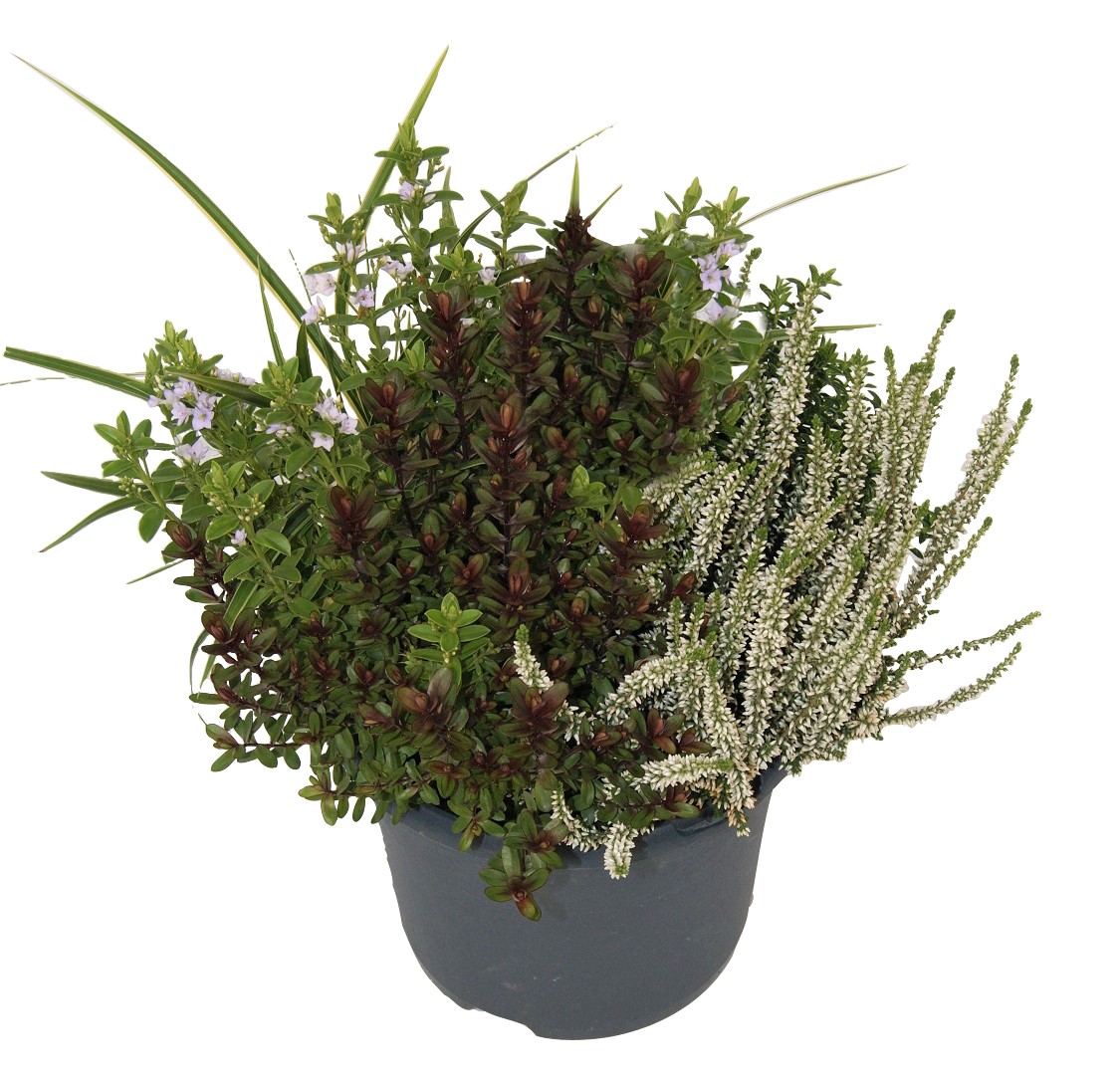 Höstgrupp ljung, hebe och gräs