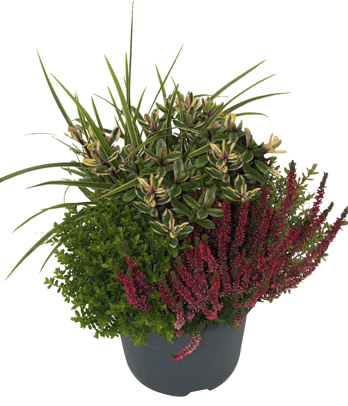 Höstgrupp ljung, hebe och gräs